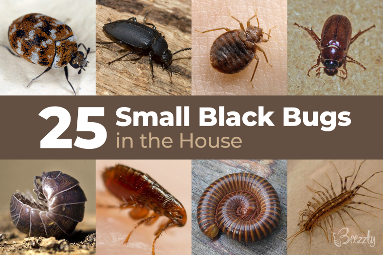 25+ Small Black Bugs In the House | With Pictures 2022 - Beezzly