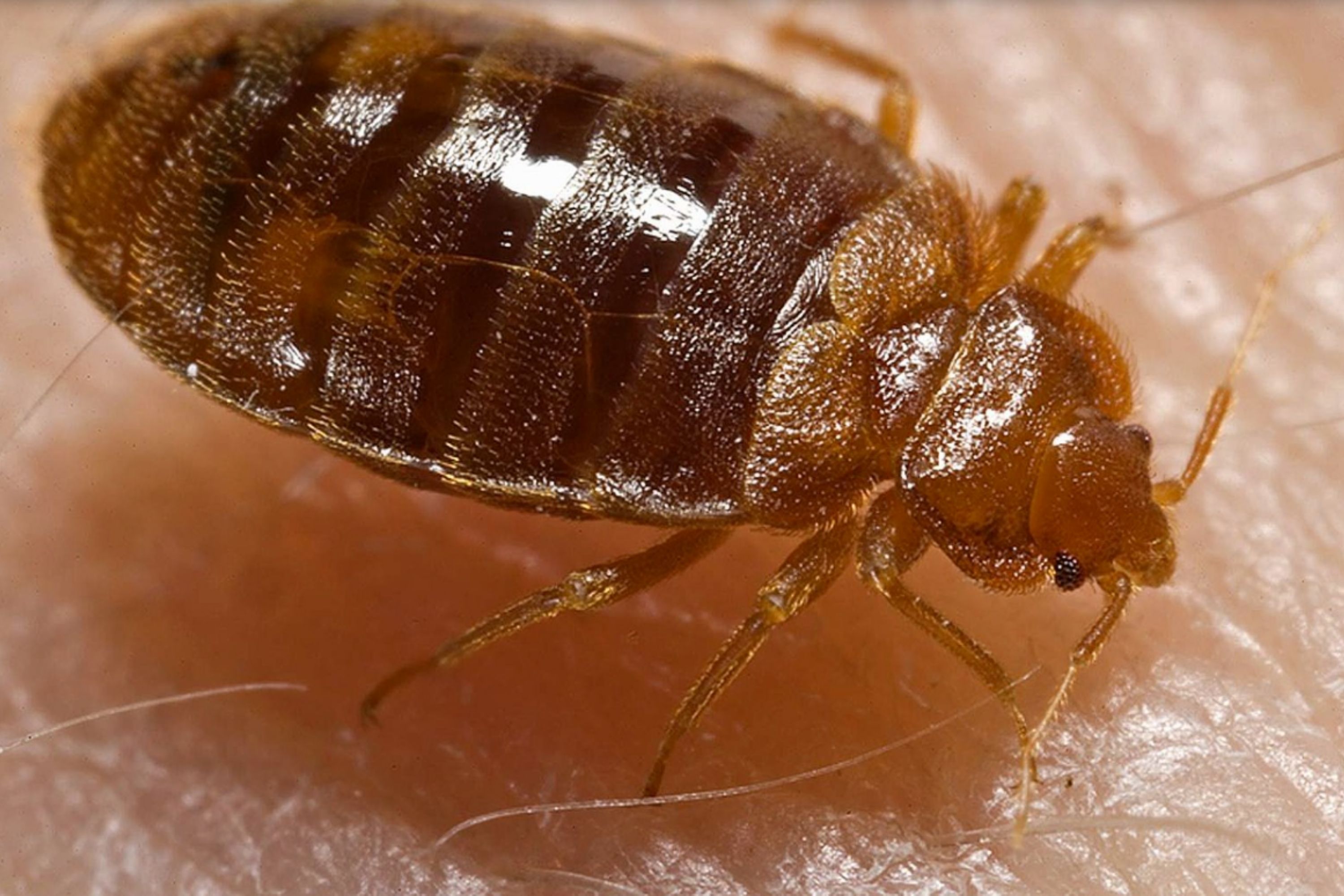 Small Black Bugs In the House bed bugs (2)