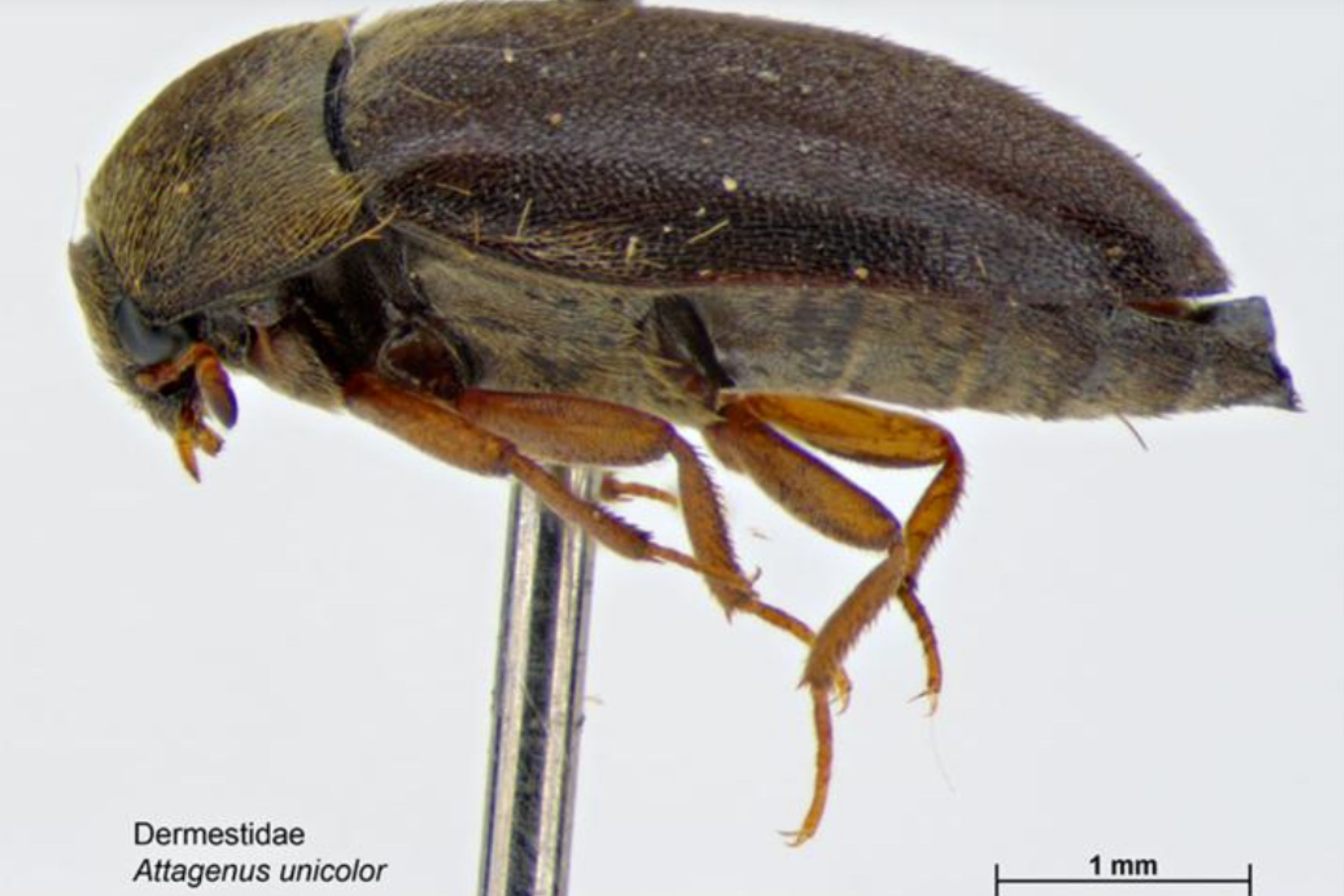 Small Black Bugs In the House black carpet beetles