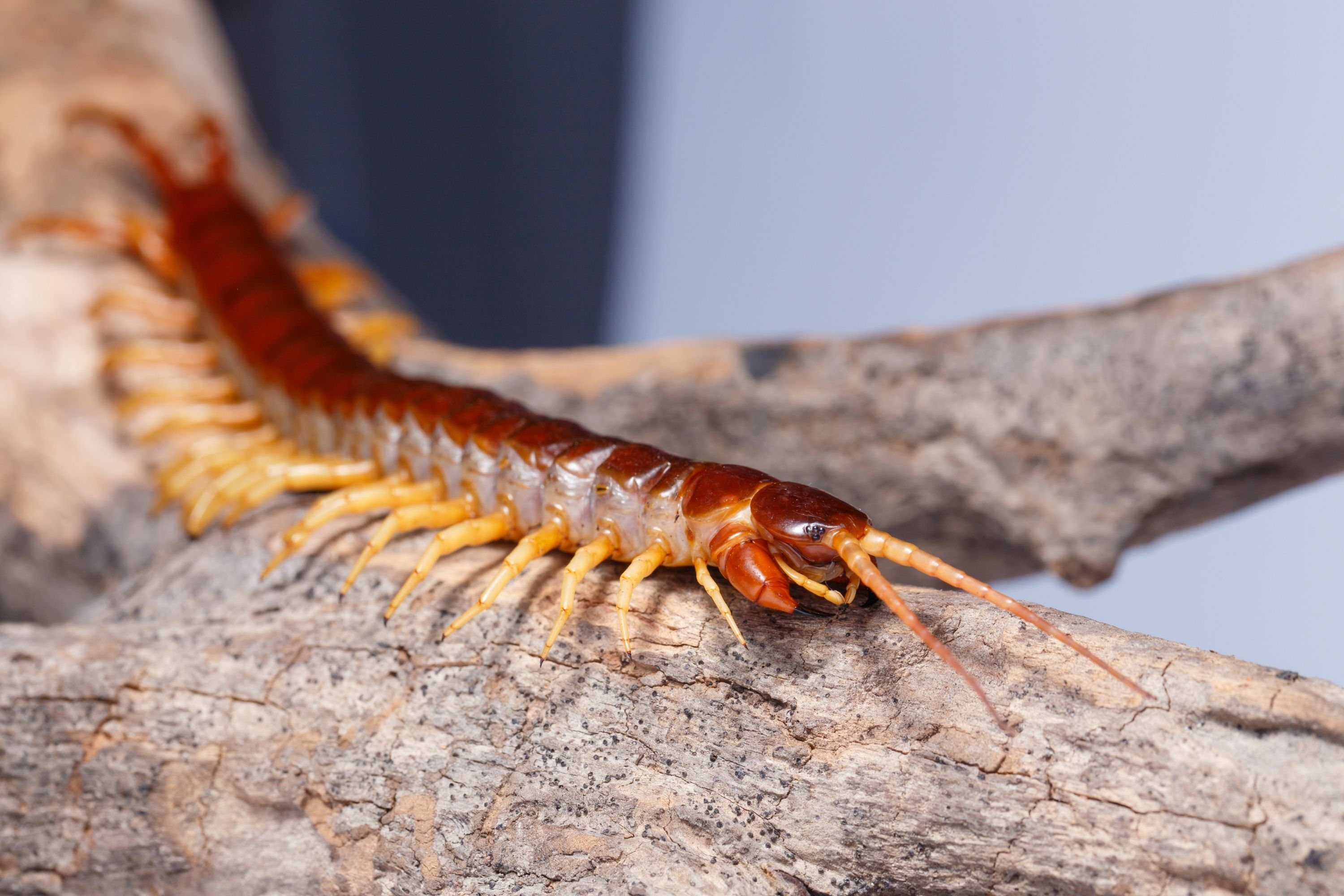 Small Black Bugs In the House centipedes