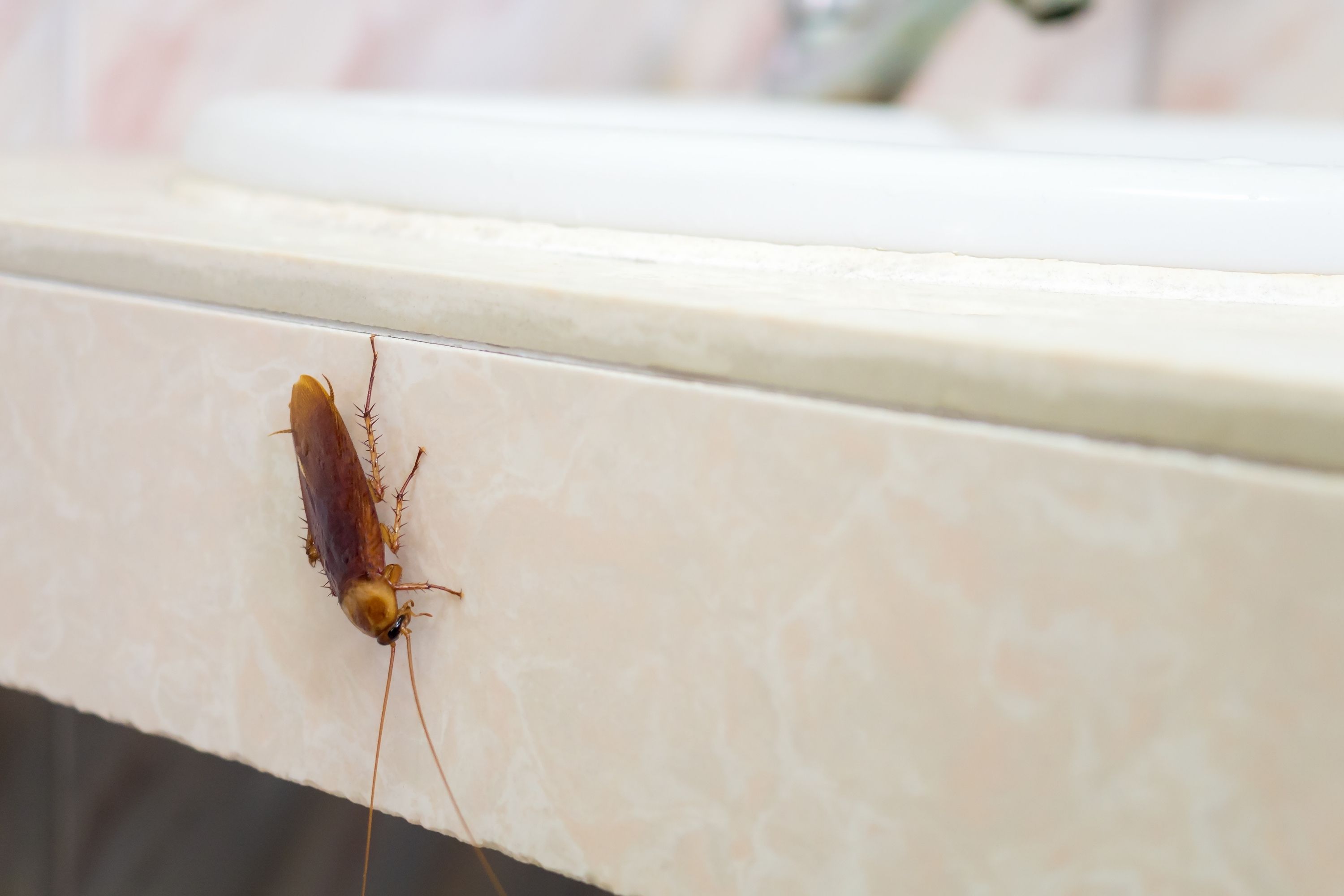 Small Black Bugs In the House cockroaches