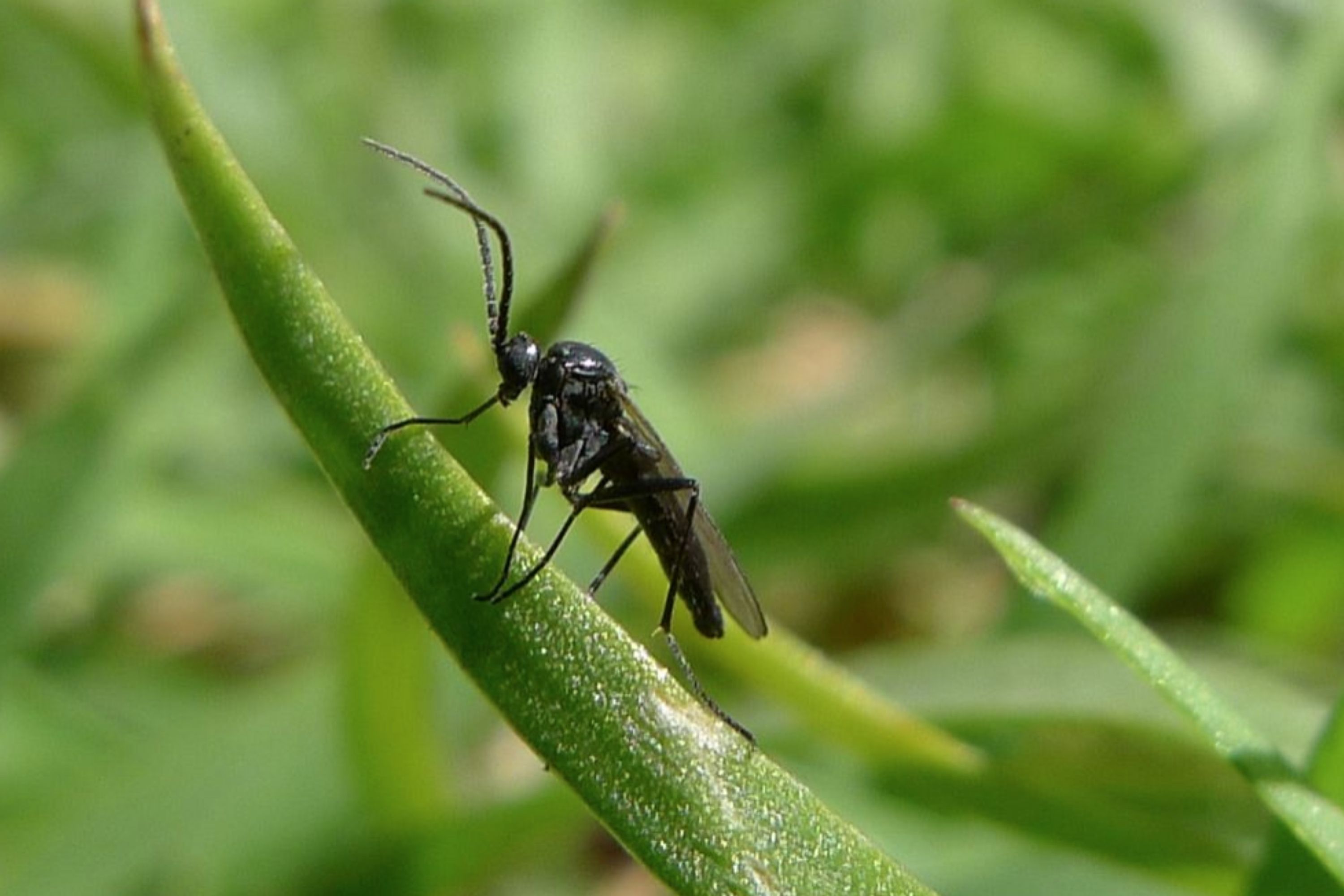 Small Black Bugs In the House fungus gnats