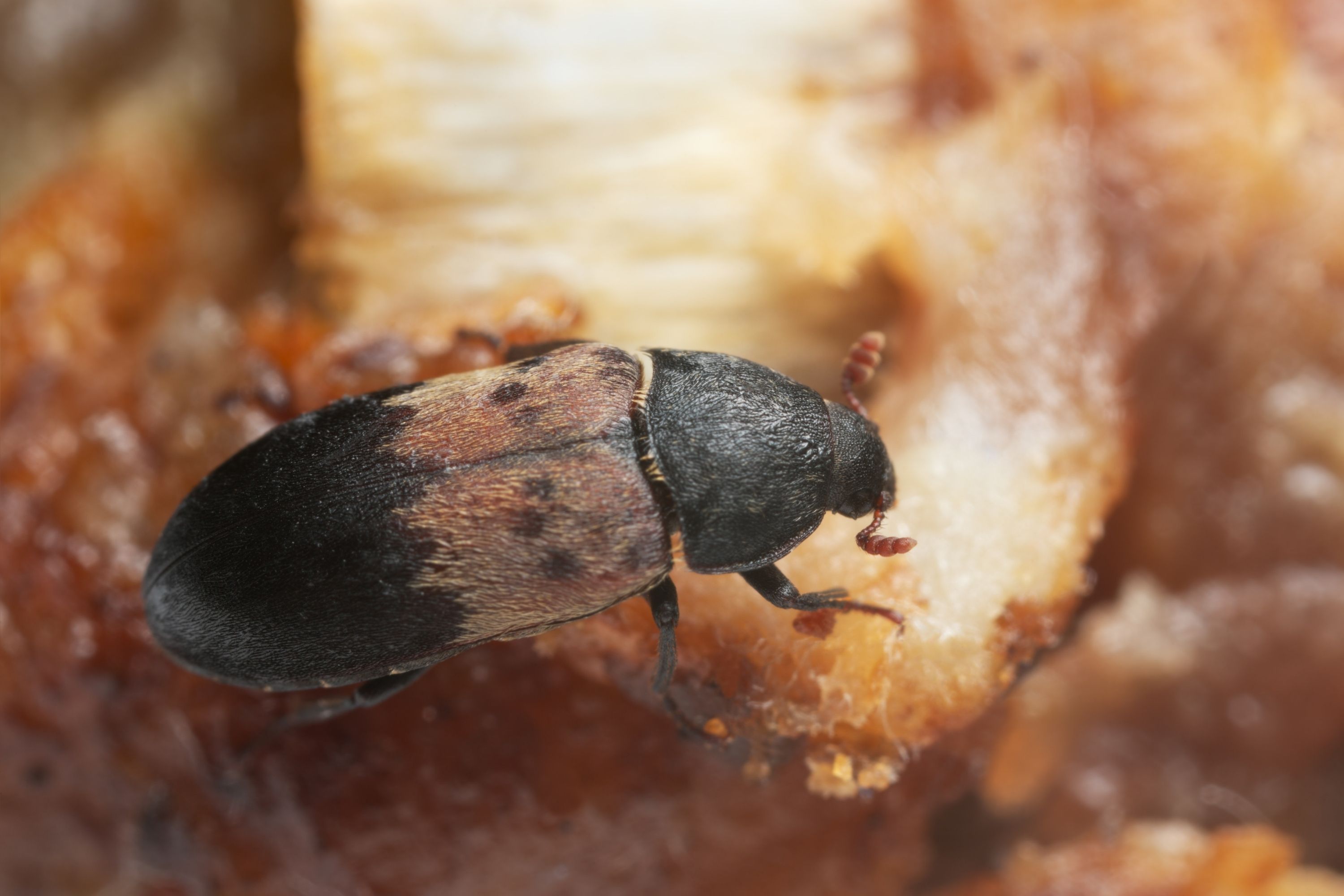 Small Black Bugs In The House Larder Beetle 