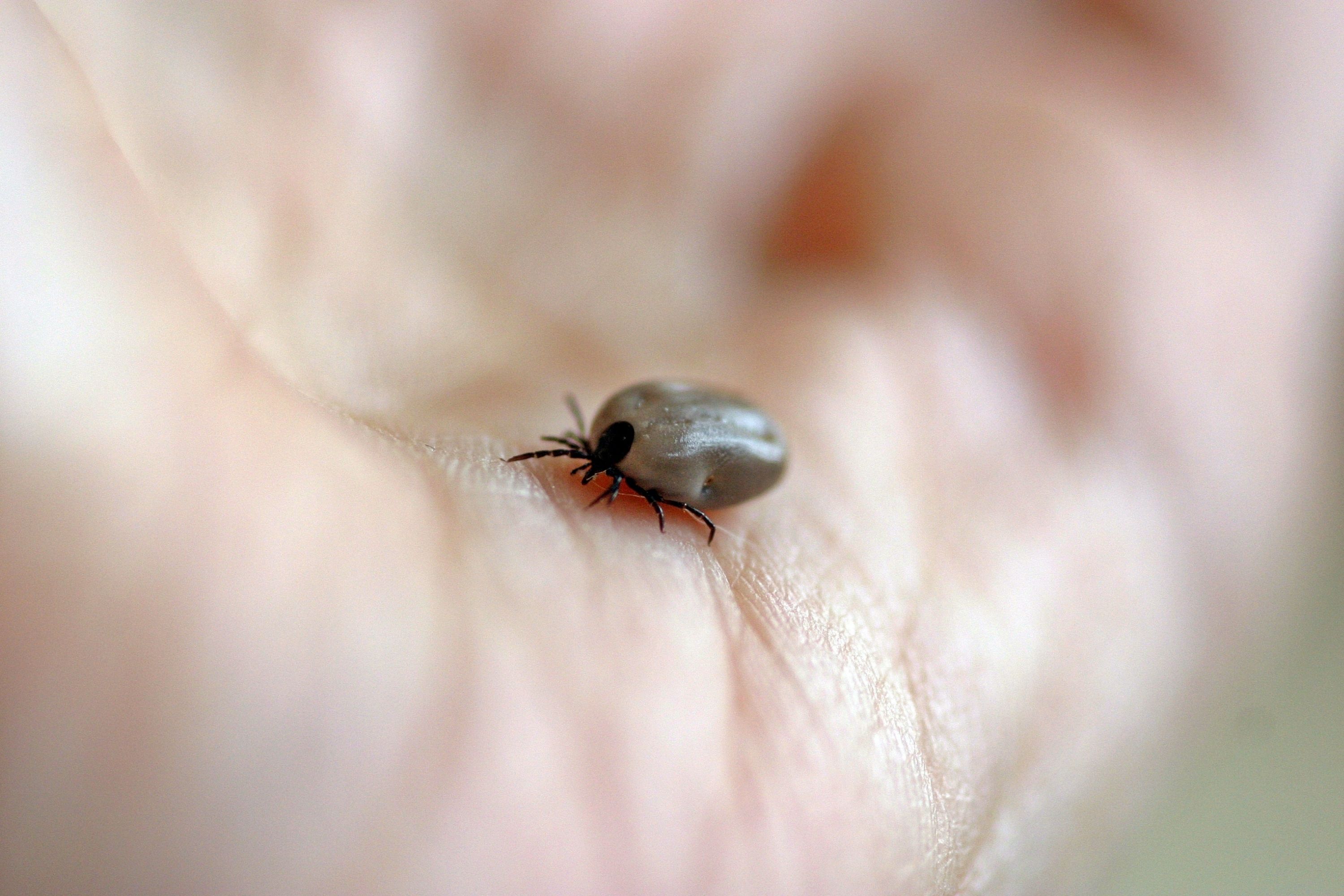 Small Black Bugs In the House mites