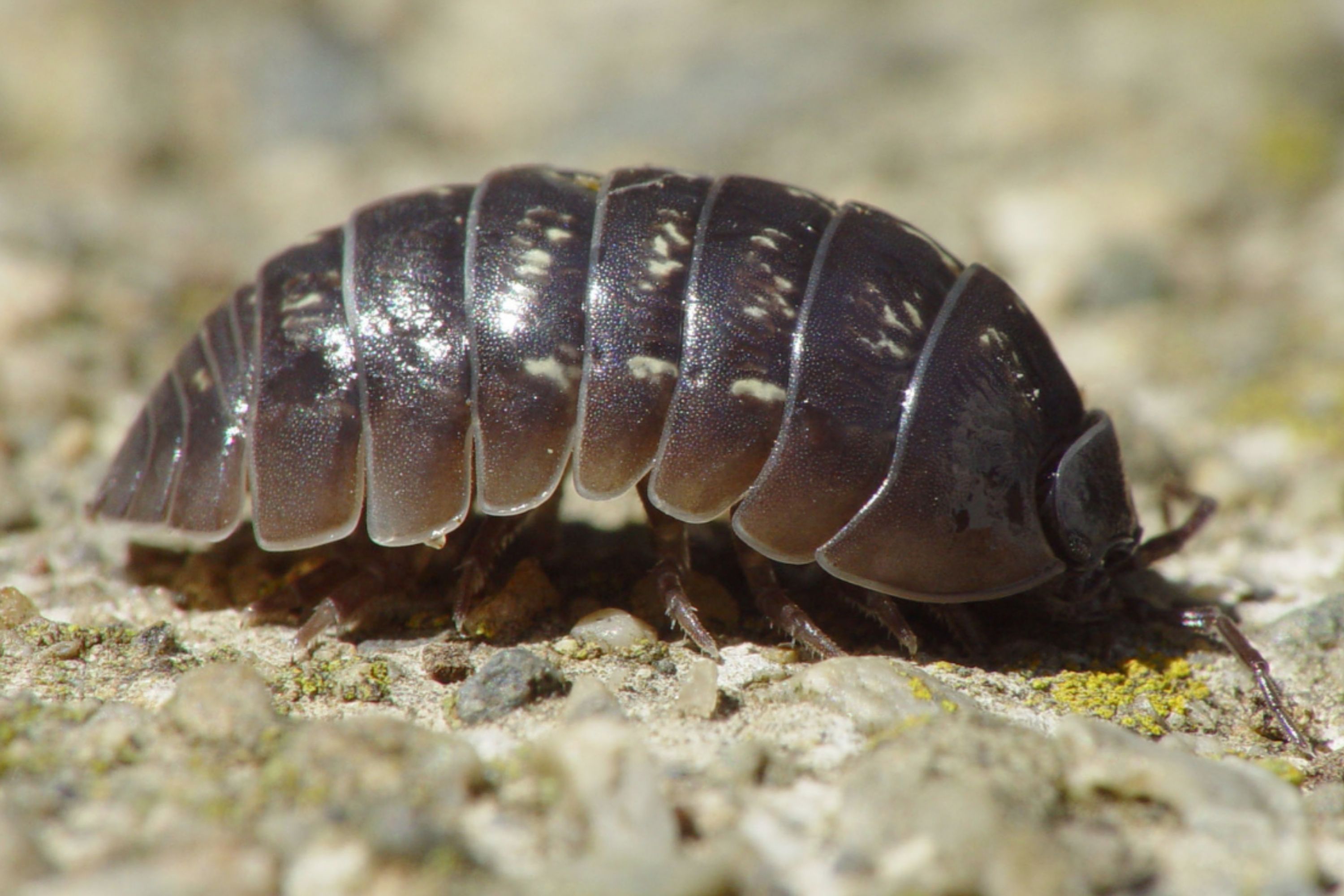 Small Black Bugs In the House pill bugs