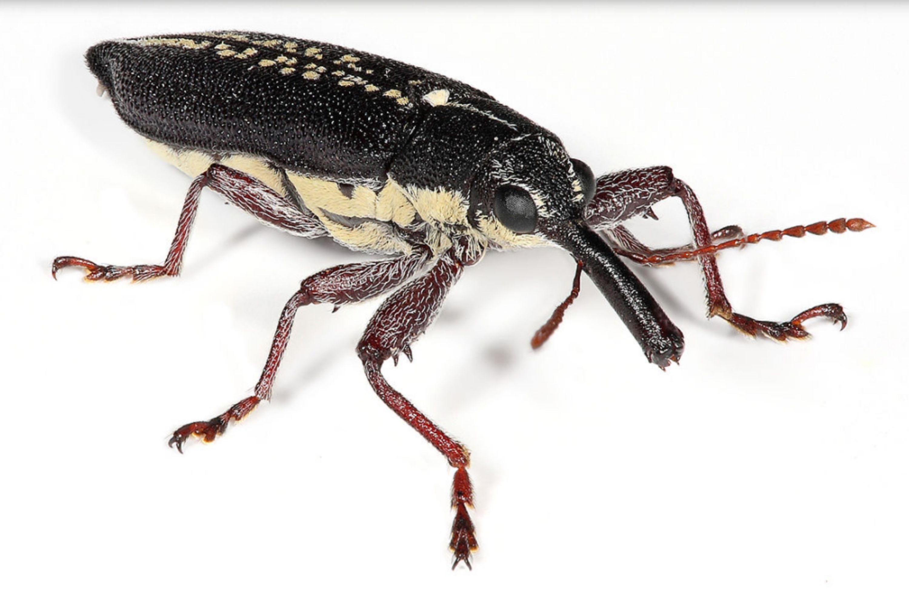 Small Black Bugs In the House weevils (2)