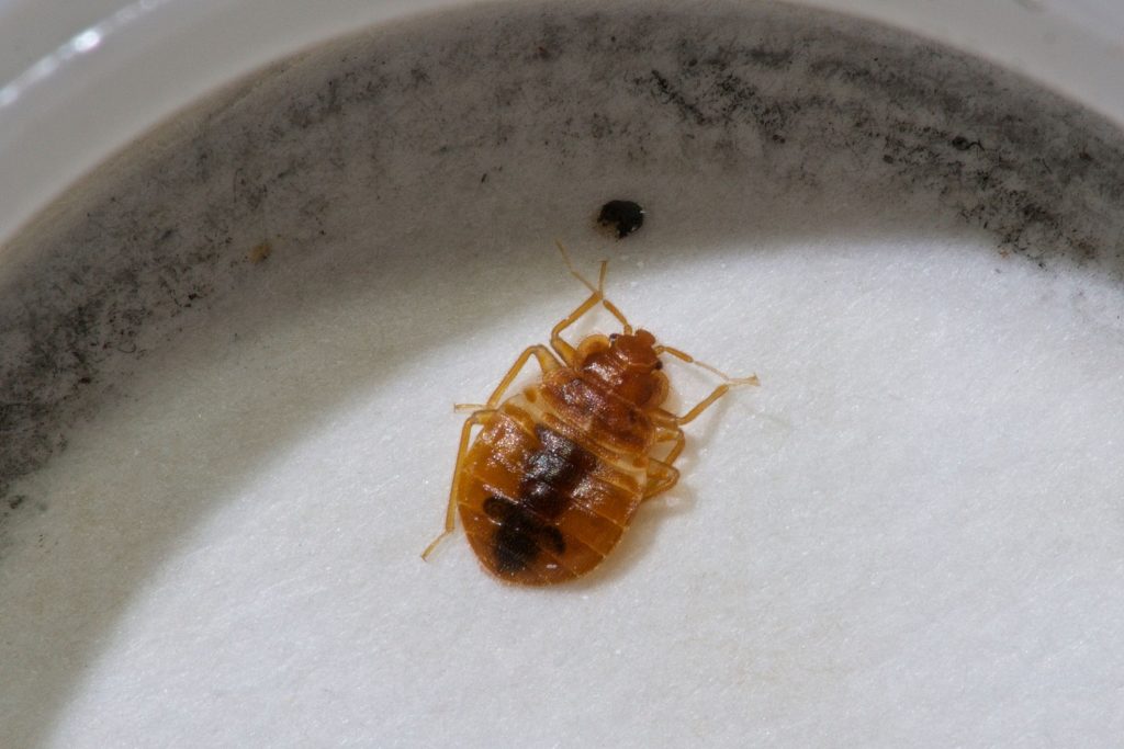 How To Find Bed Bugs During The Day? Detailed Guide - Beezzly