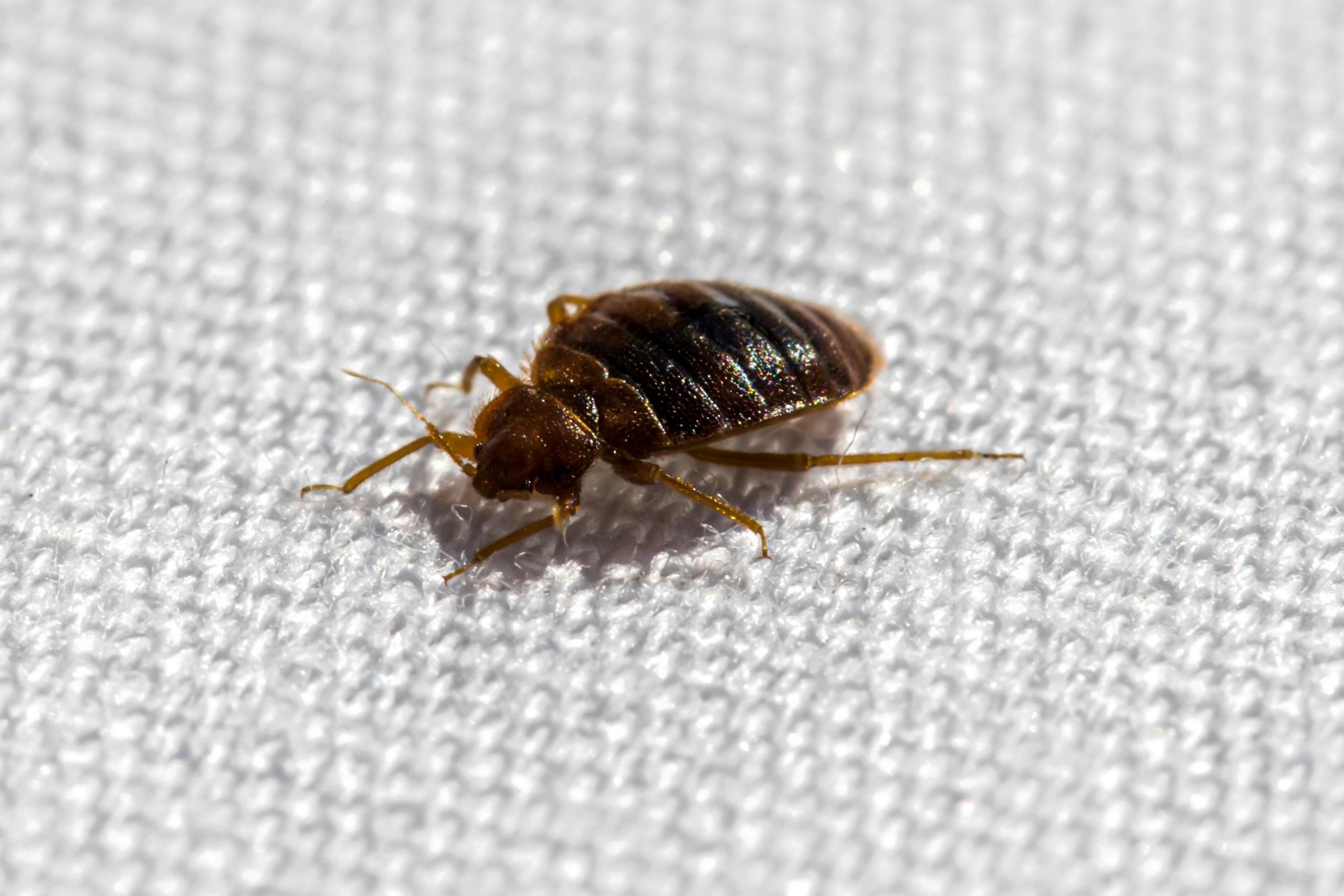 Bed Bug Hunt Step By Step