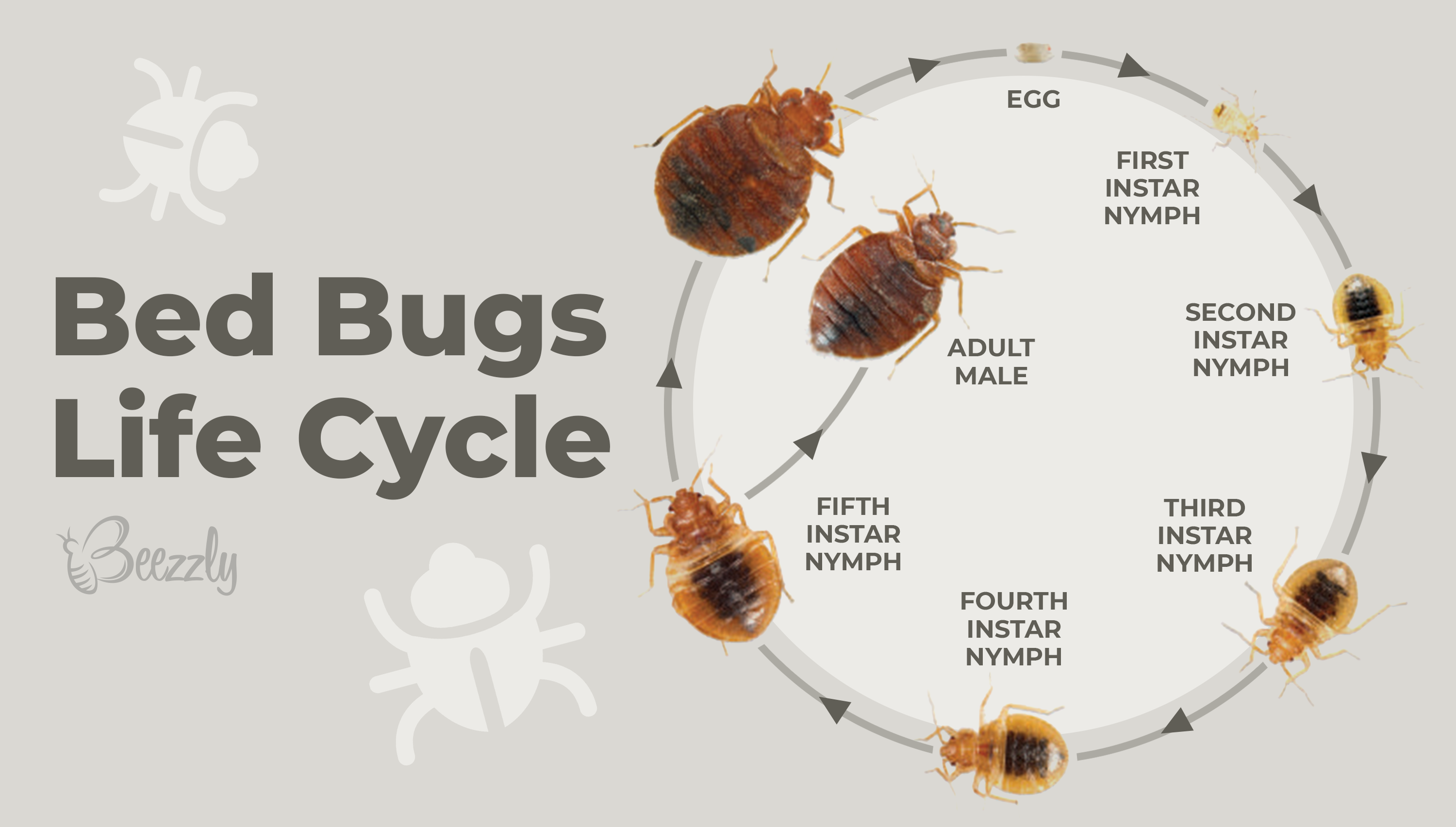 Bed Bugs Life Cycle