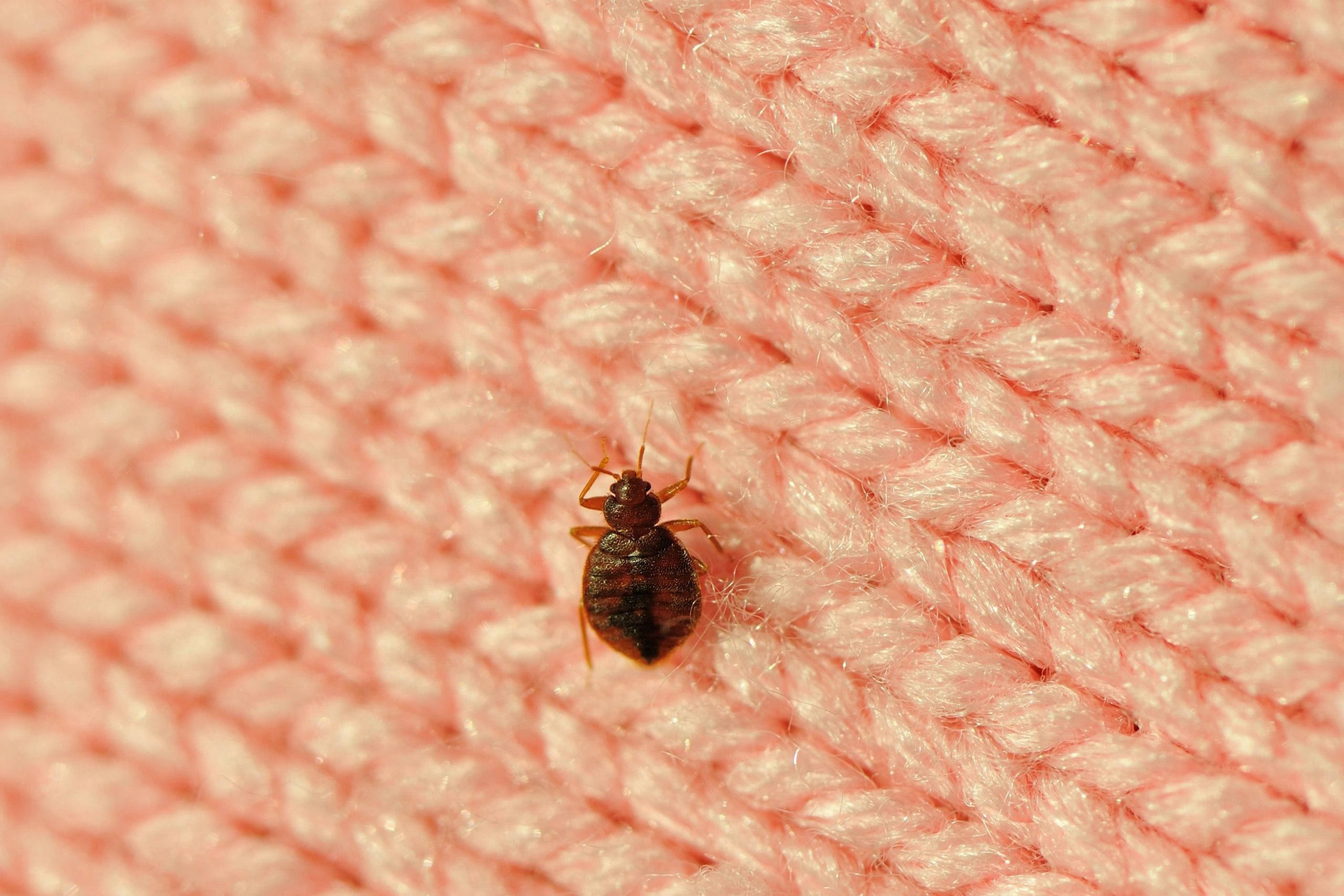 Factors That Influence Bed Bugs Survival Without Food
