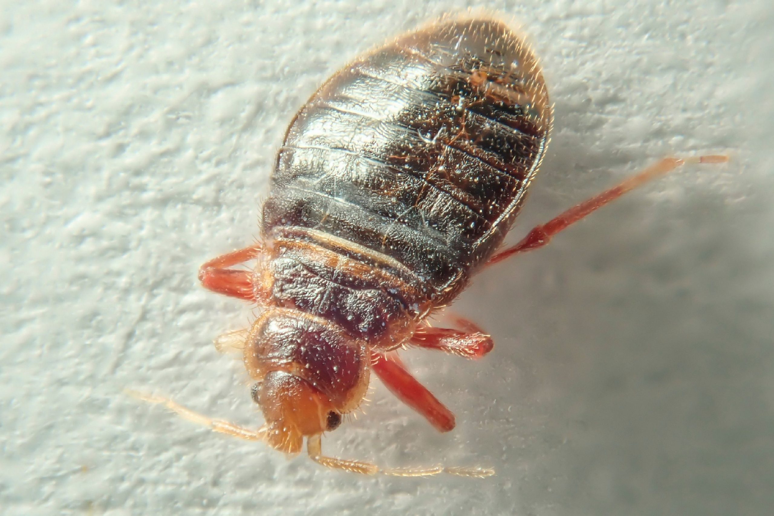 How Does Bed Bugs Population Grow