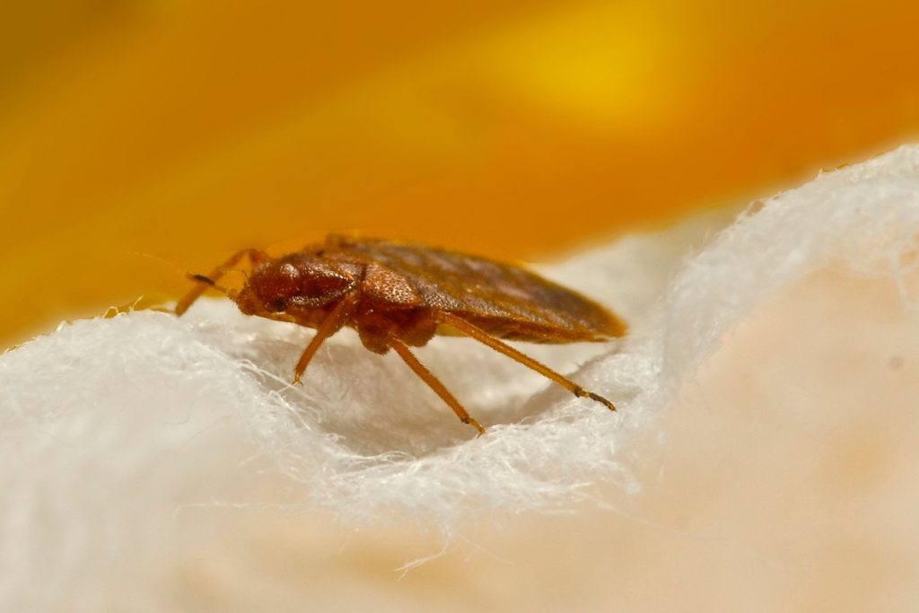 How to Find Bed Bugs During the Day? Detailed Guide - Beezzly