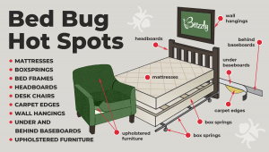 How To Find Bed Bugs During The Day? Detailed Guide - Beezzly