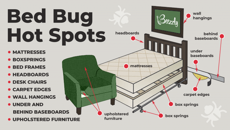 How to Find Bed Bugs During the Day? Detailed Guide - Beezzly