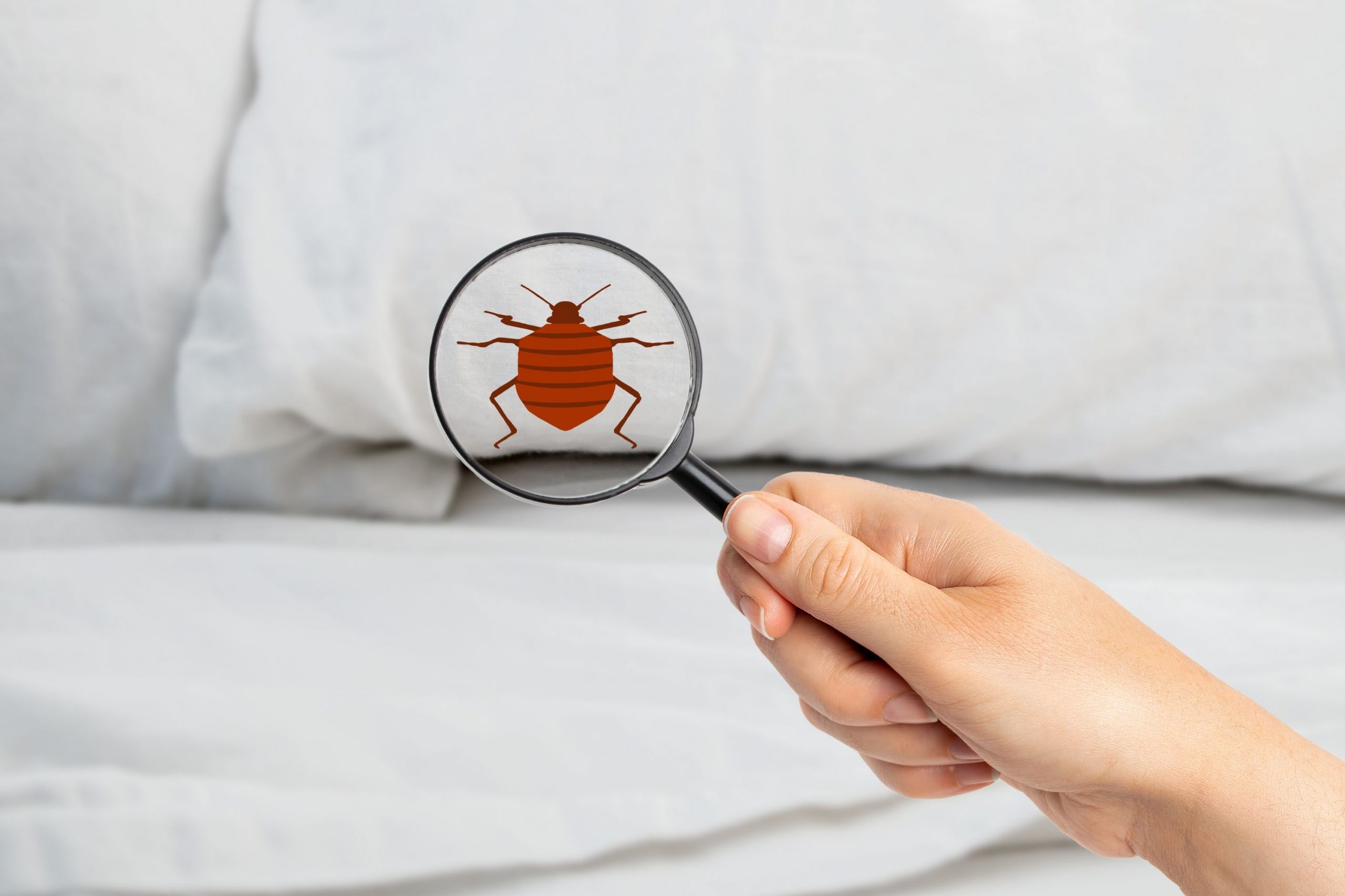 How to Find Bed Bugs Eggs During the Day
