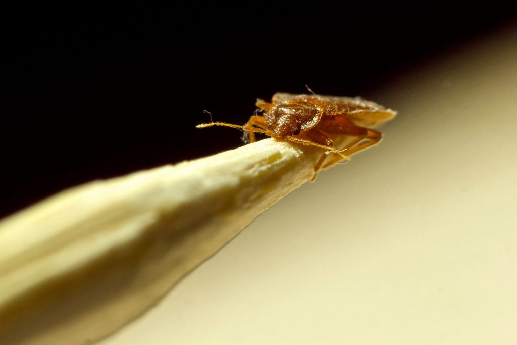 How To Find Bed Bugs During The Day? Detailed Guide - Beezzly