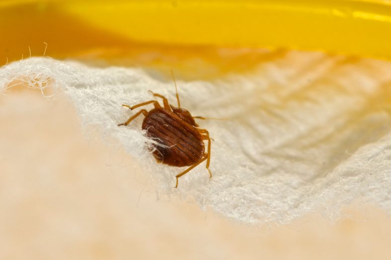 How To Find Bed Bugs During The Day? Detailed Guide - Beezzly