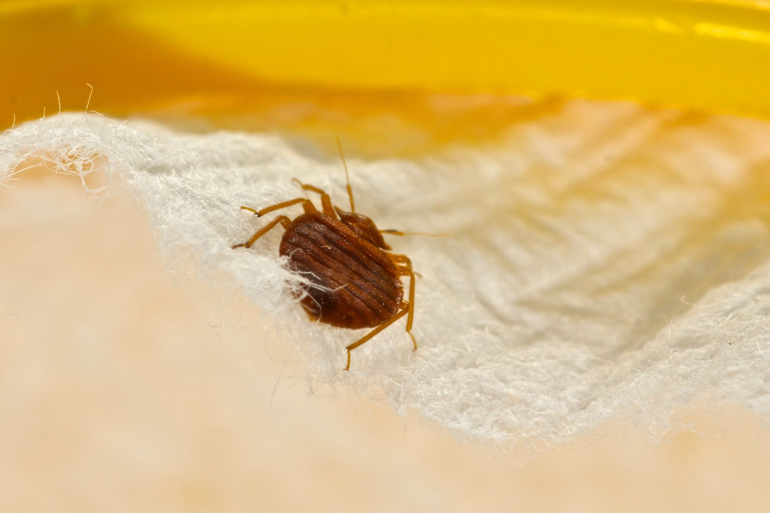 How to Find Bed Bugs In Your Bed During the Day
