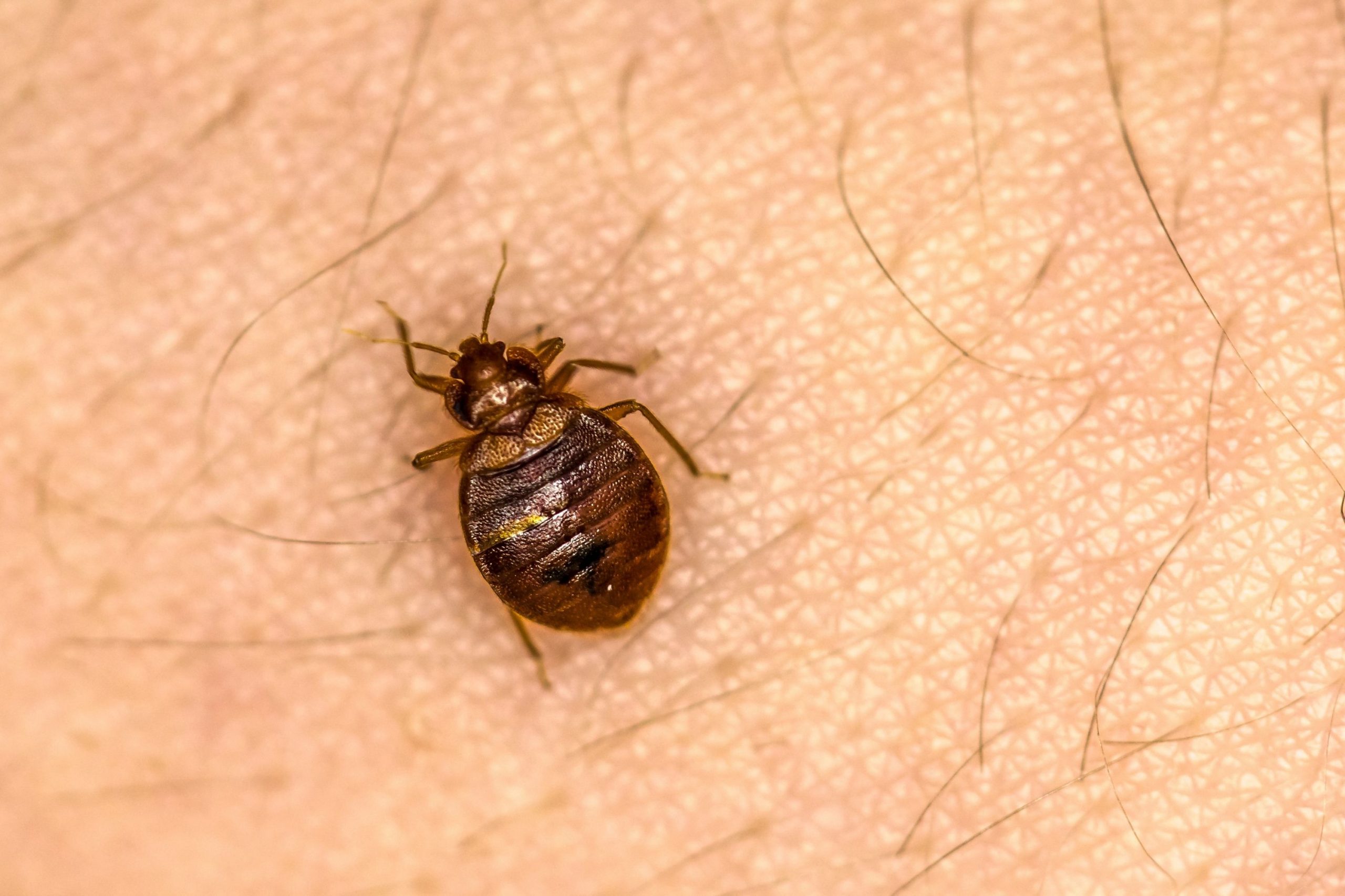 How to Inspect Your Couch For Bed Bugs Infestation