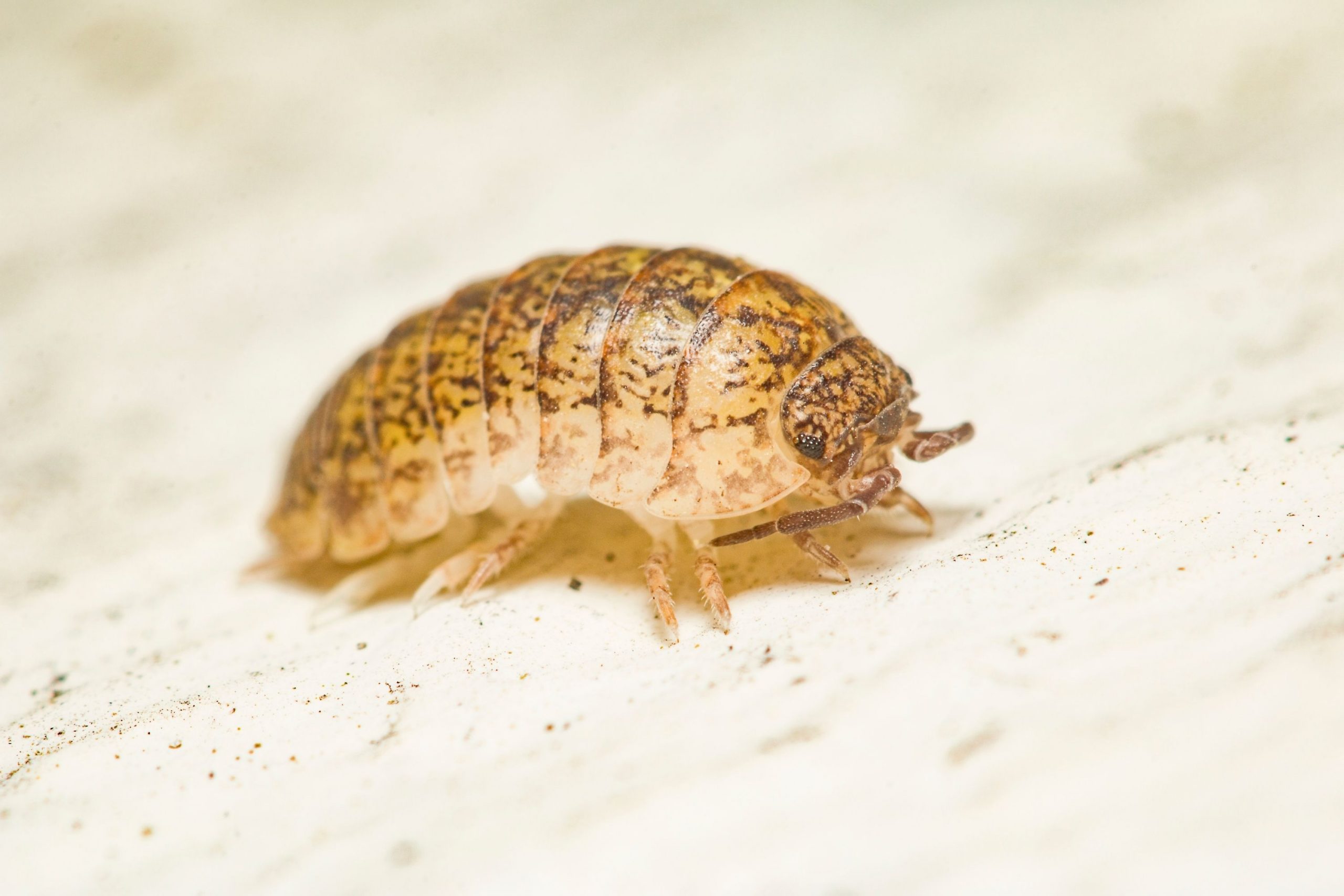 What to Do to Prevent Bed Bug Infestation Of Your Home
