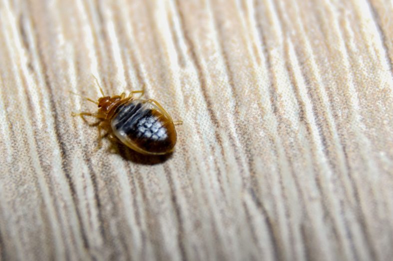 How to Find Bed Bugs During the Day? Detailed Guide Beezzly