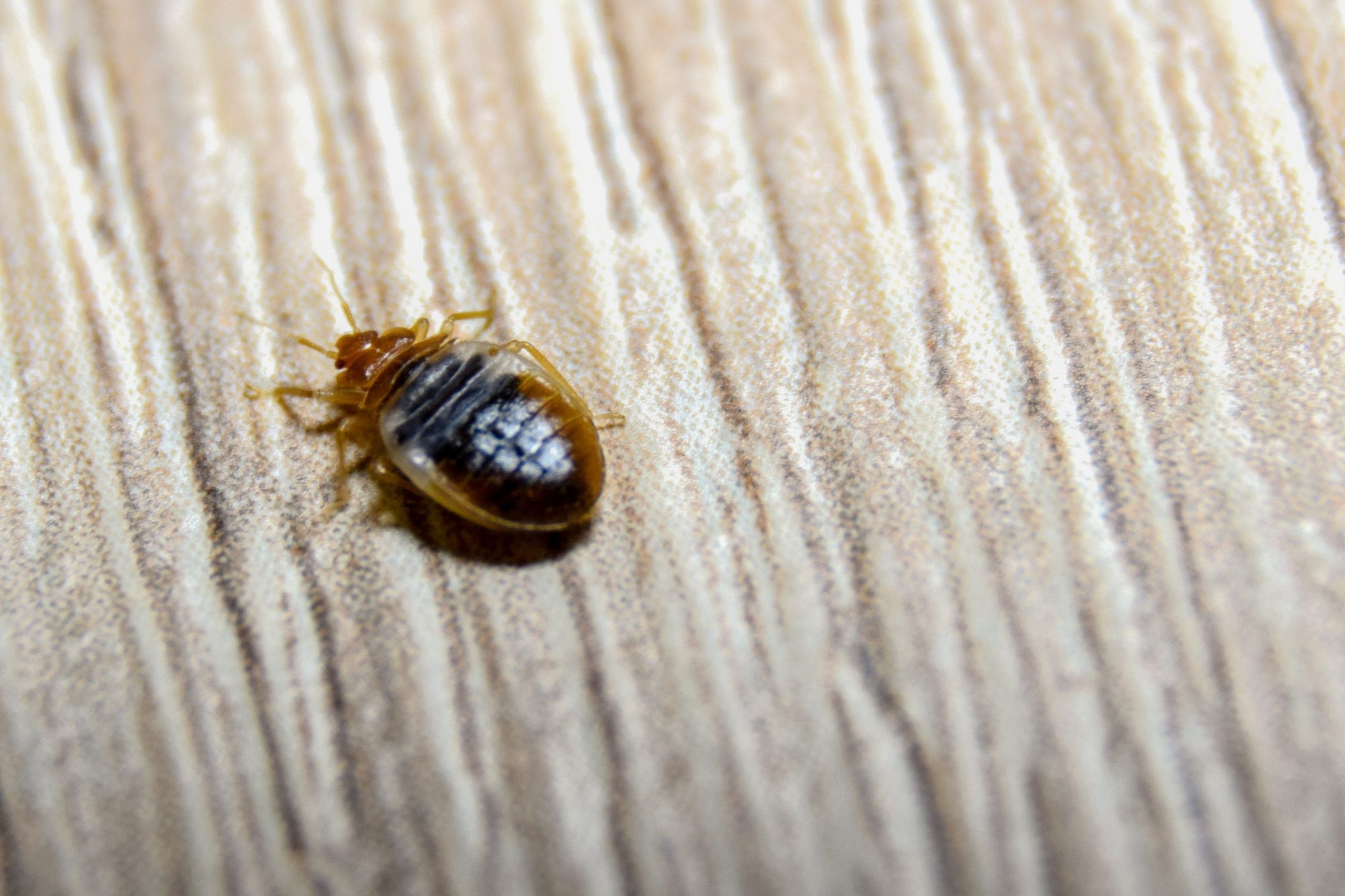 Where Do Bed Bugs Hide During the Day