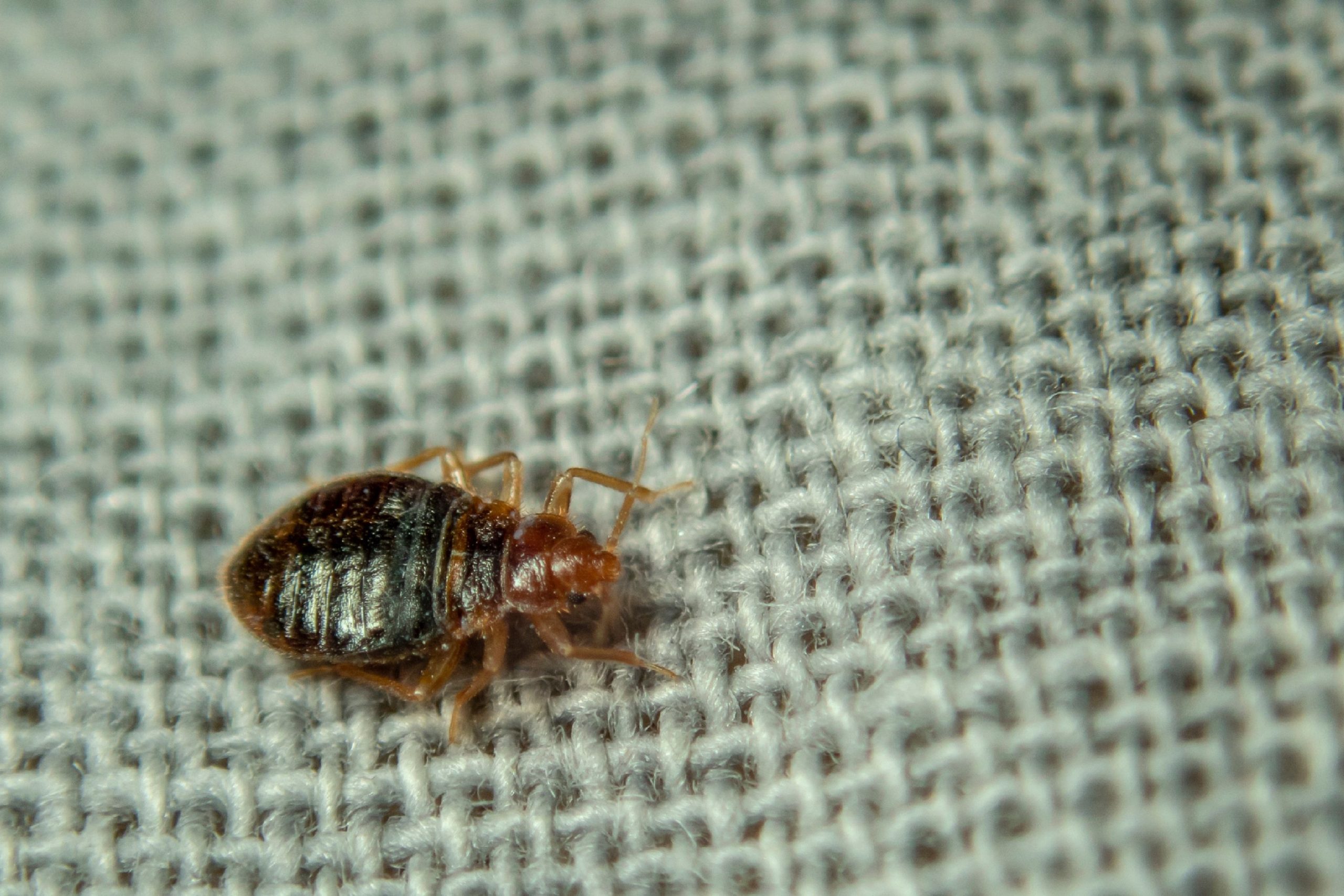 How Long Can Bed Bugs Live Without Food? Beezzly