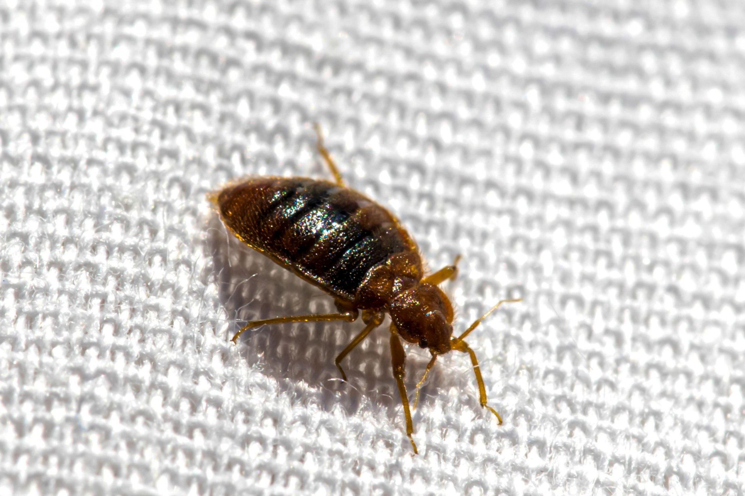 Active Adult Bed Bugs