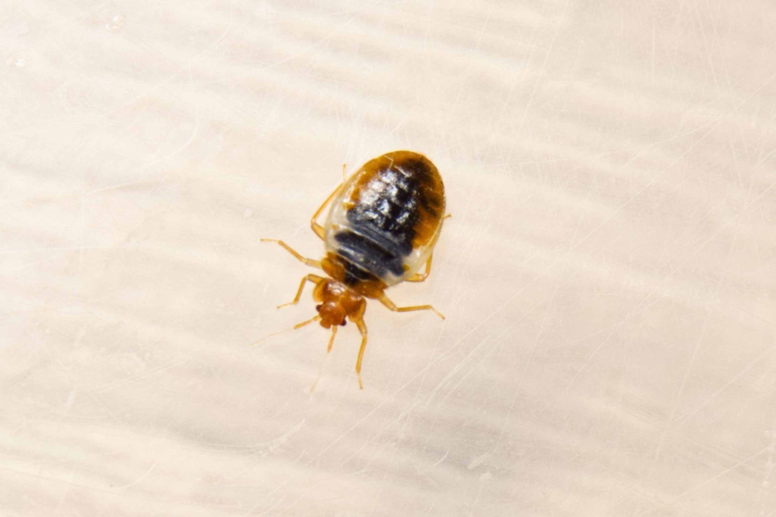 Bed Bug Nymphs