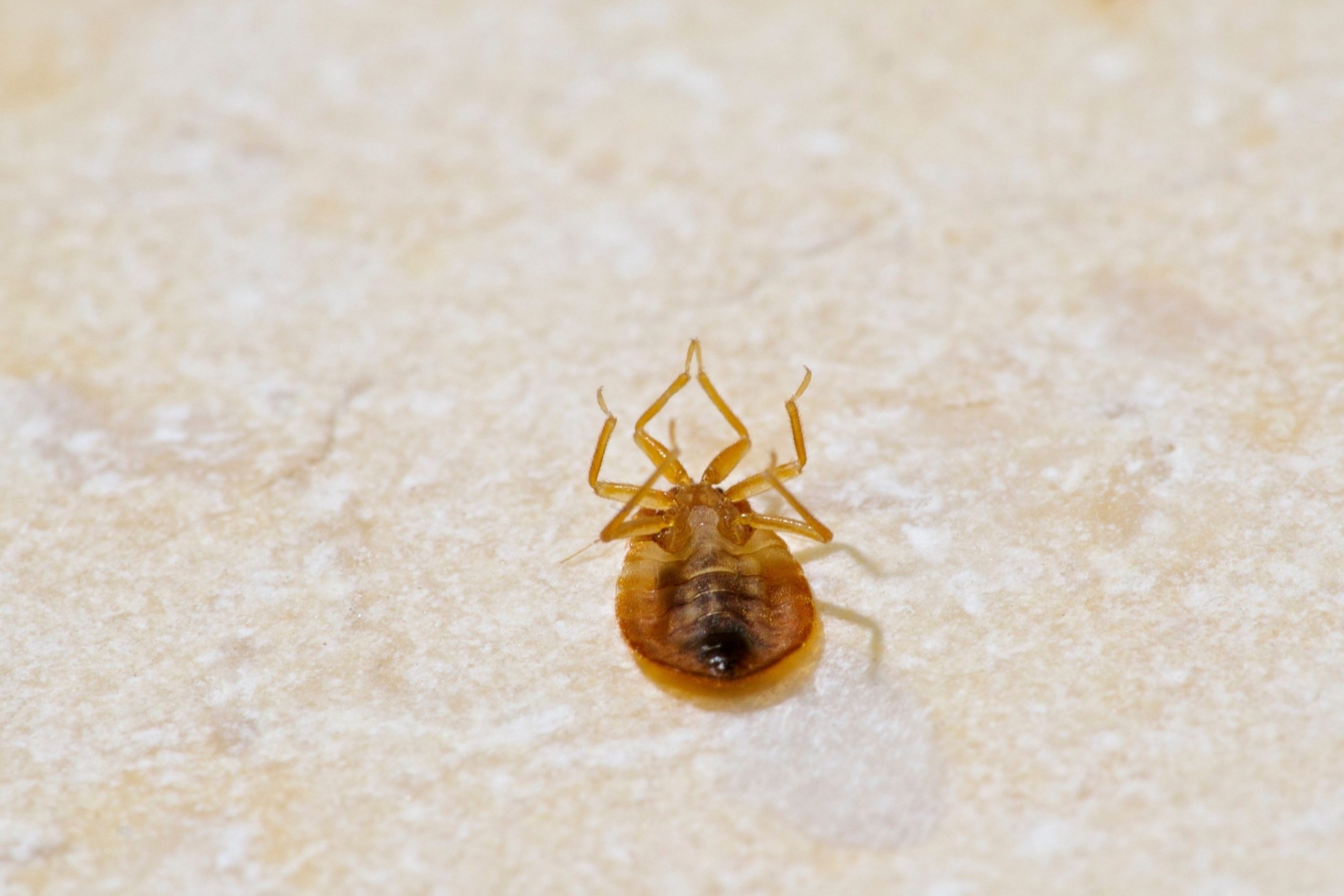 Bed Bugs’ Shells