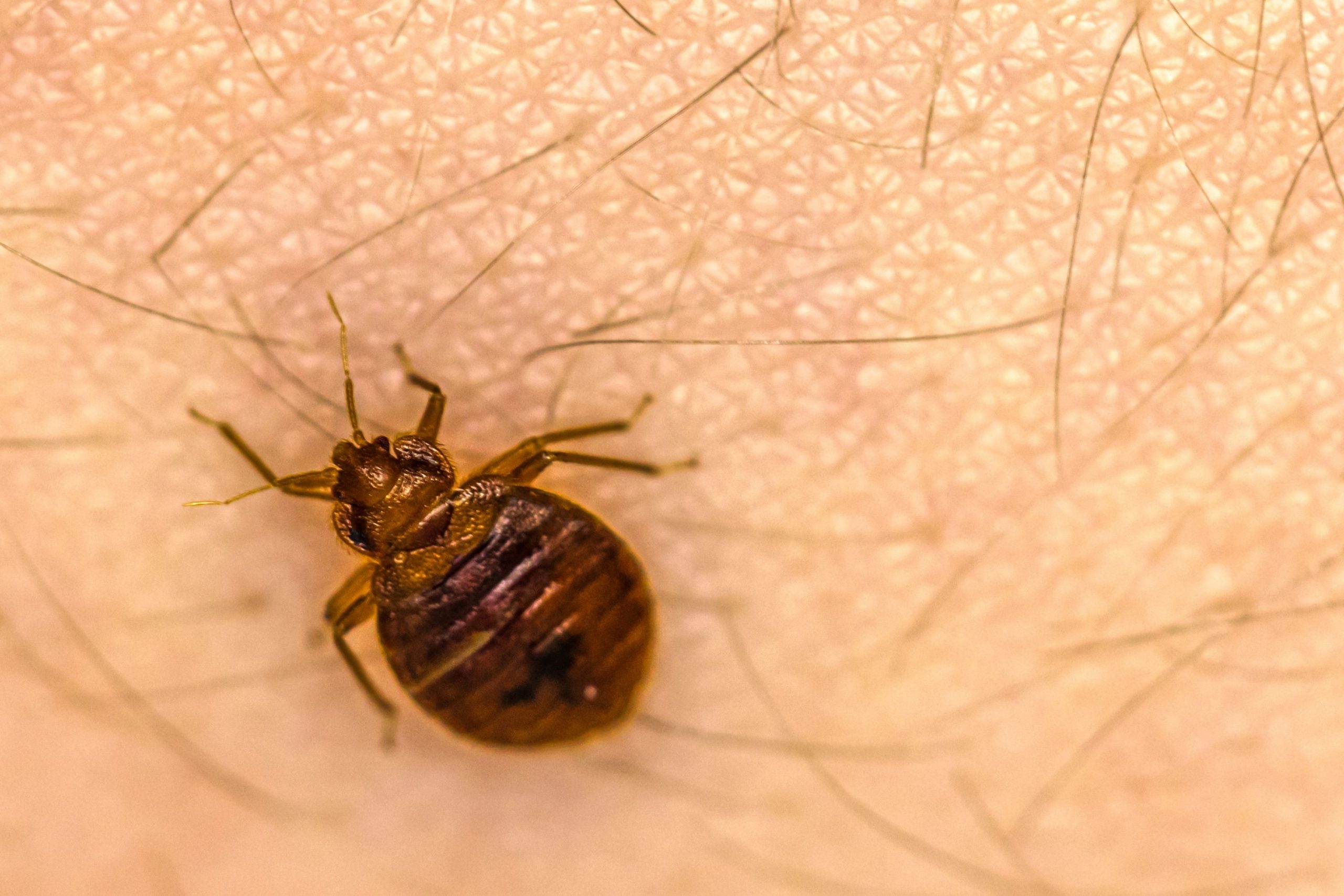 Bed Bugs Are Attracted to Carbon Dioxide