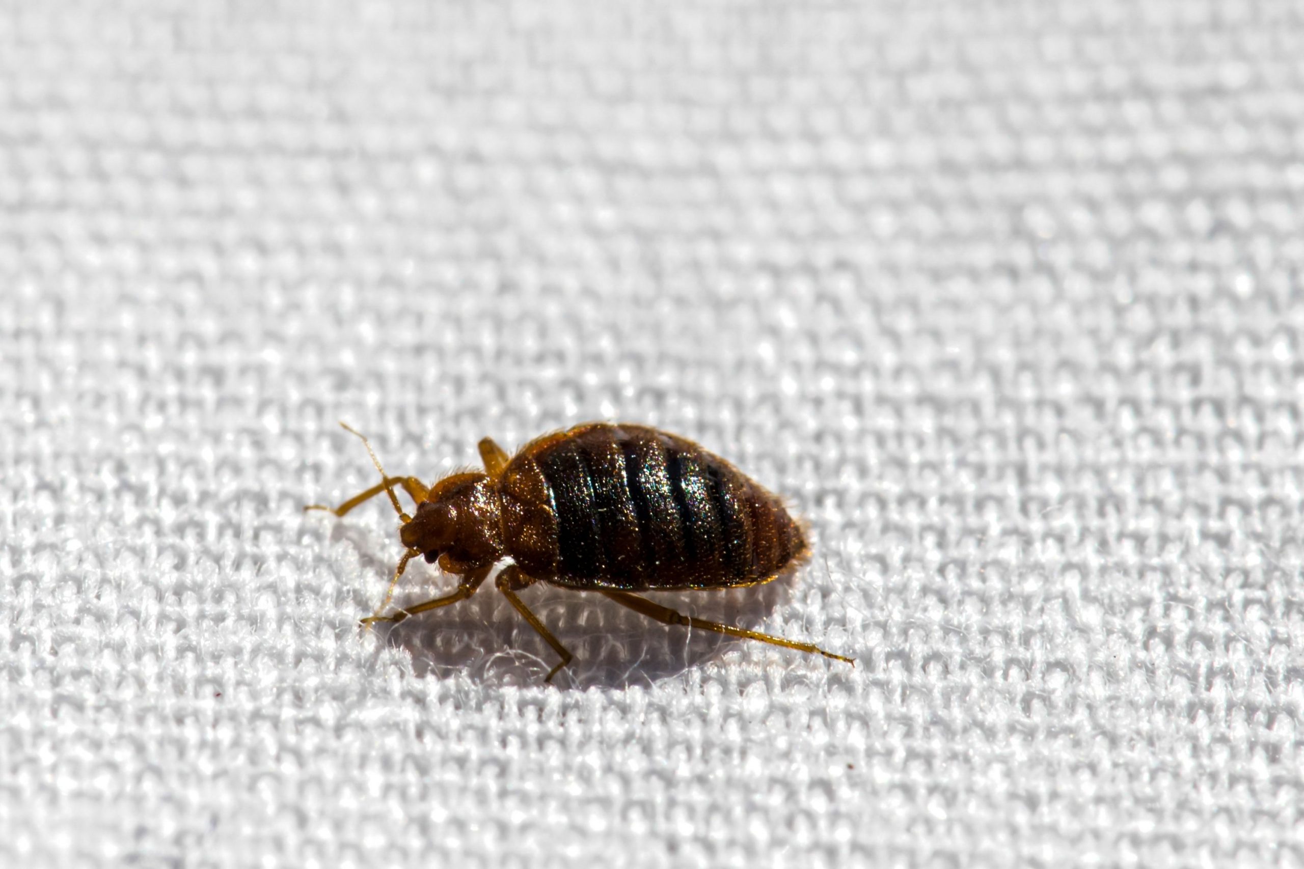 Bed Bugs Can’t Be Seen (Myth)