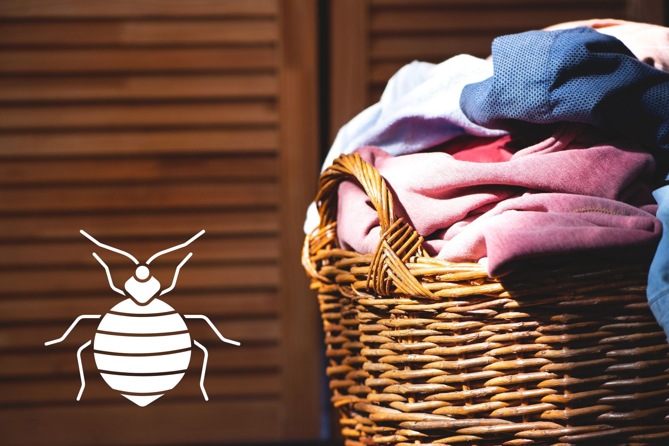 Dirty Laundry Is What Makes Bed Bugs Attracted to You