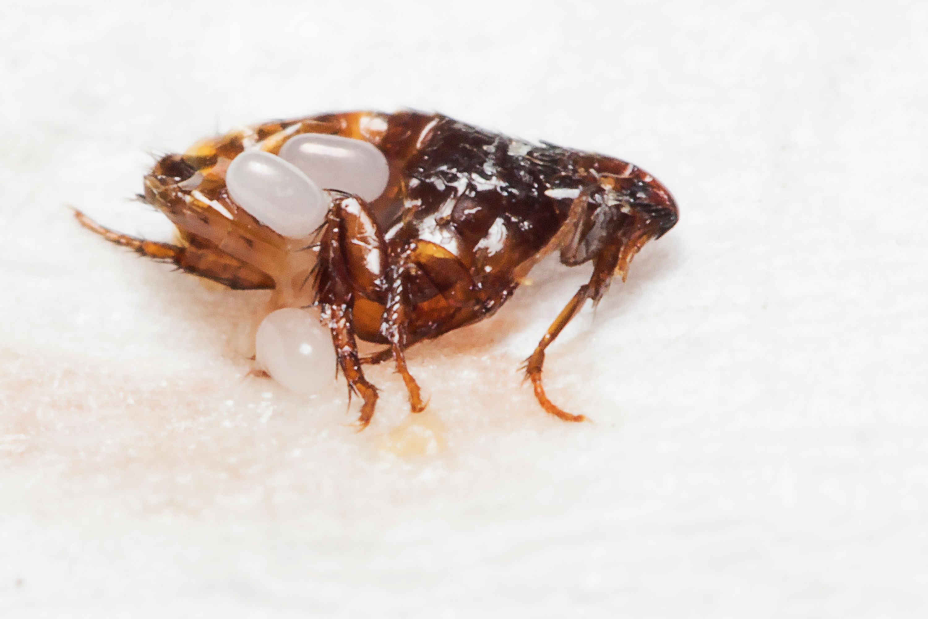 Do Bed Bugs Have Natural Predators