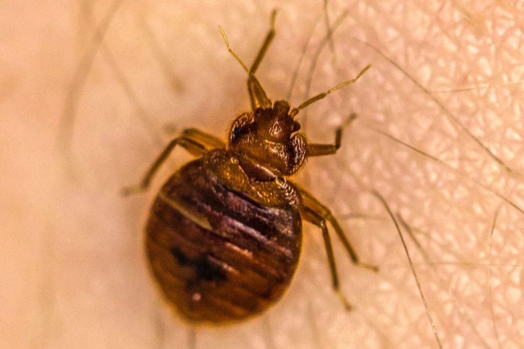 Does Baking Soda Kill Bed Bugs? Detailed Guide Beezzly