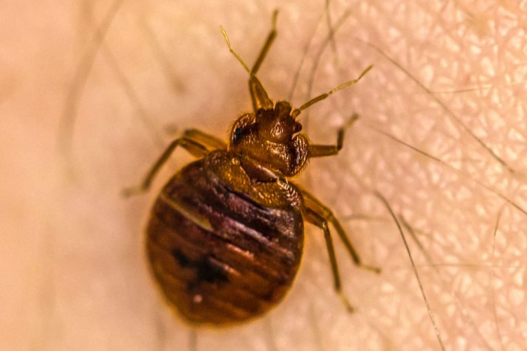 does-baking-soda-kill-bed-bugs-detailed-guide-beezzly