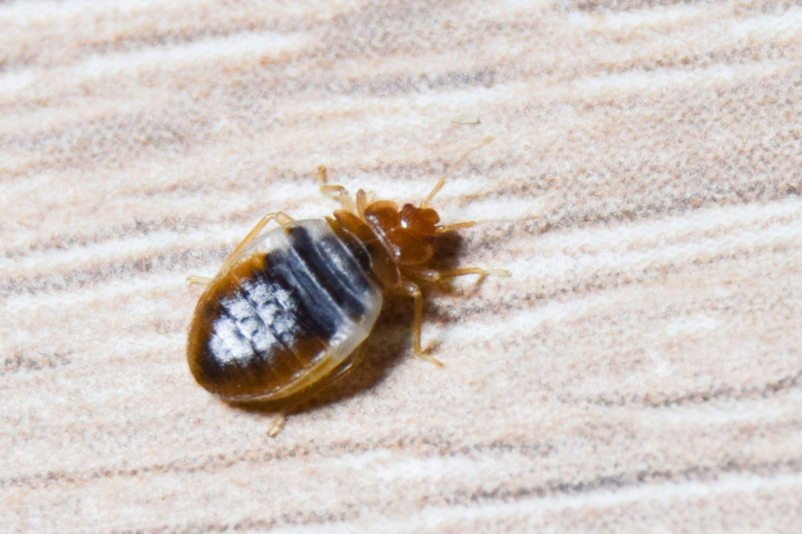 Does Baking Soda Kill Bed Bugs And Their Eggs