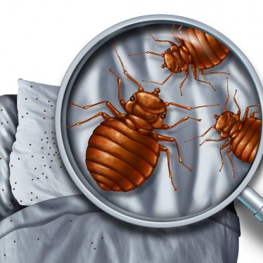Early Signs Of Bed Bugs. 14 Infestation Indicators