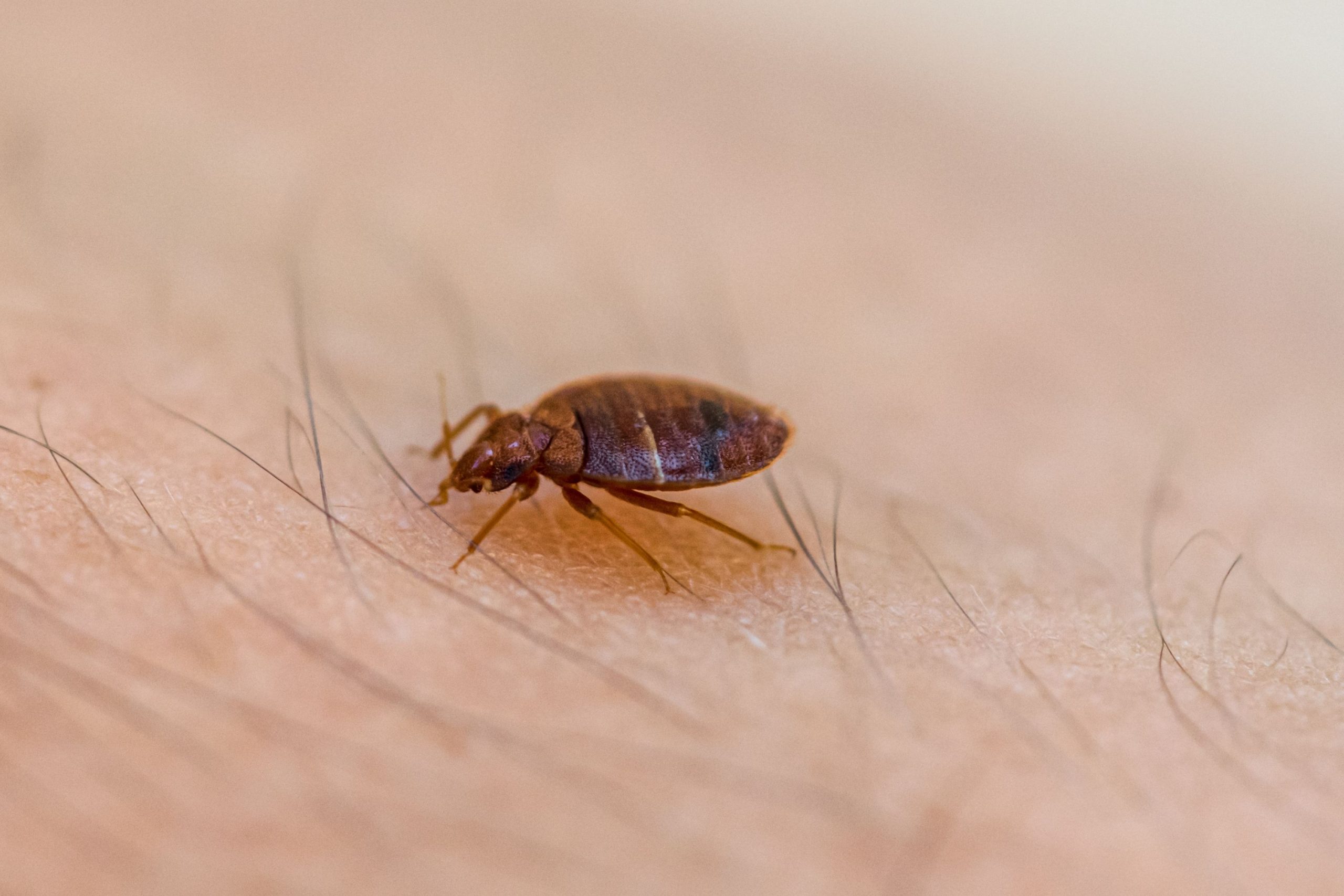 Early Signs of Bed Bugs Bites