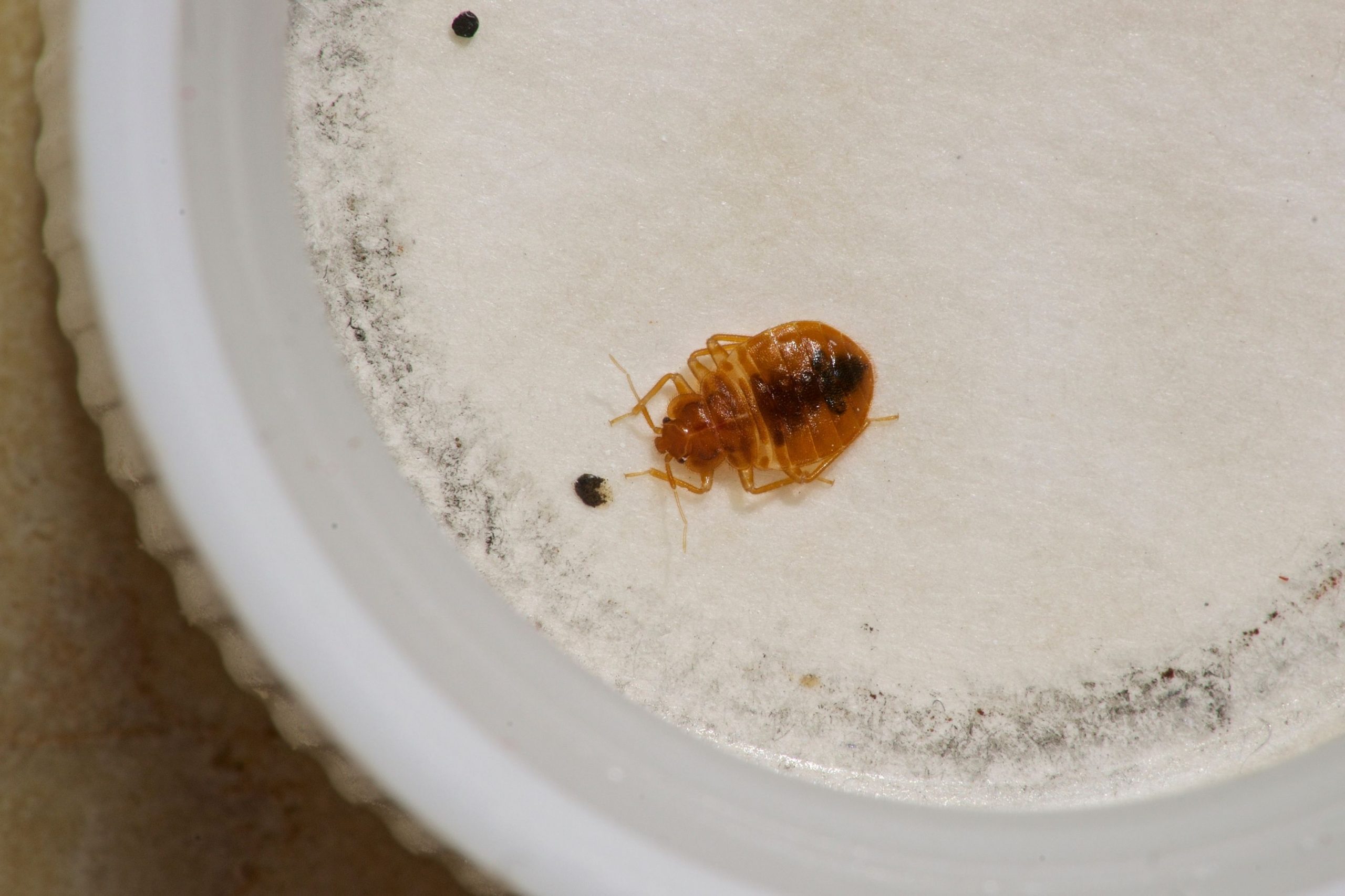 Early Stage Signs of Bed Bugs On Couch