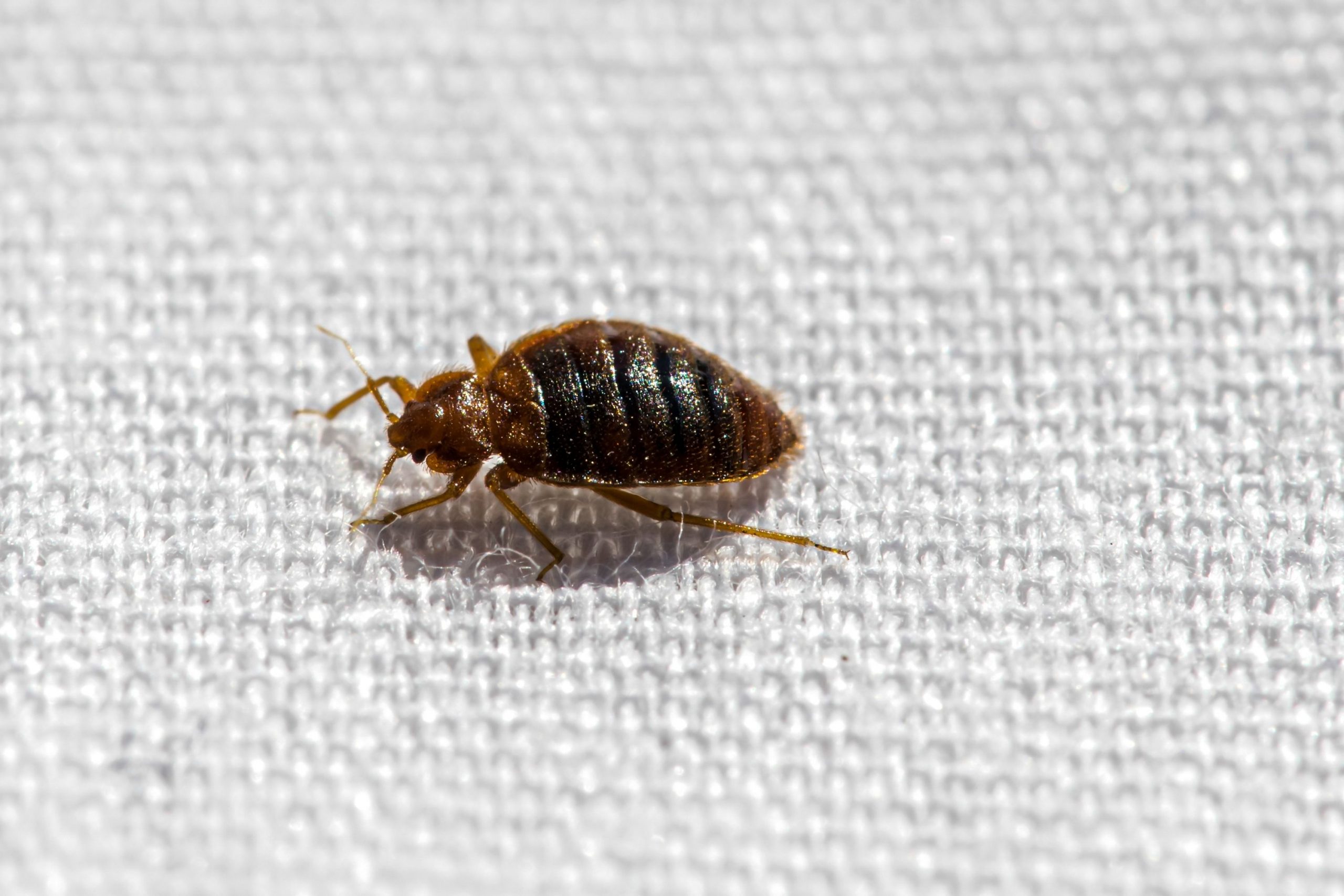 Early Stage Signs of Bed Bugs On Walls