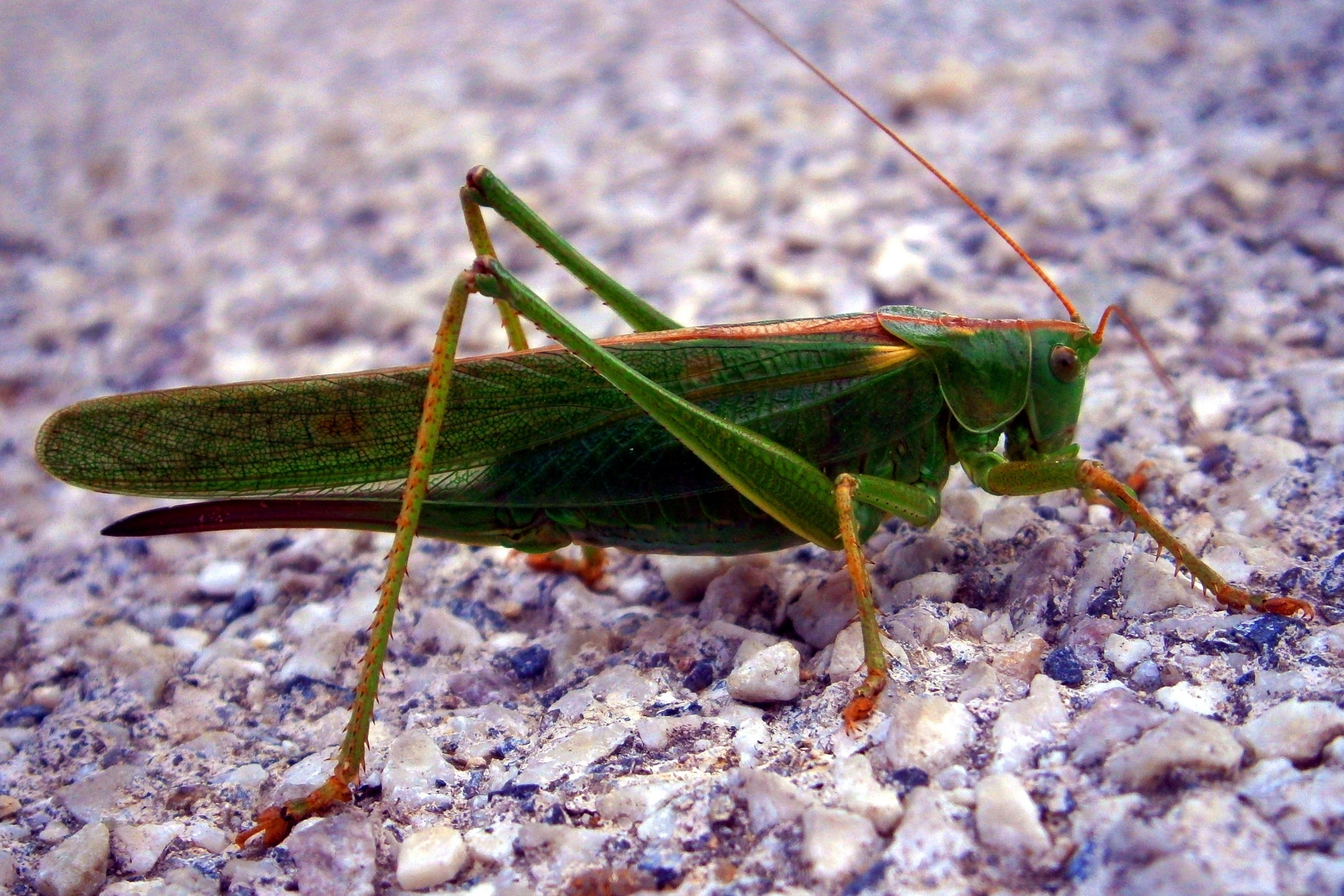 Grasshoppers