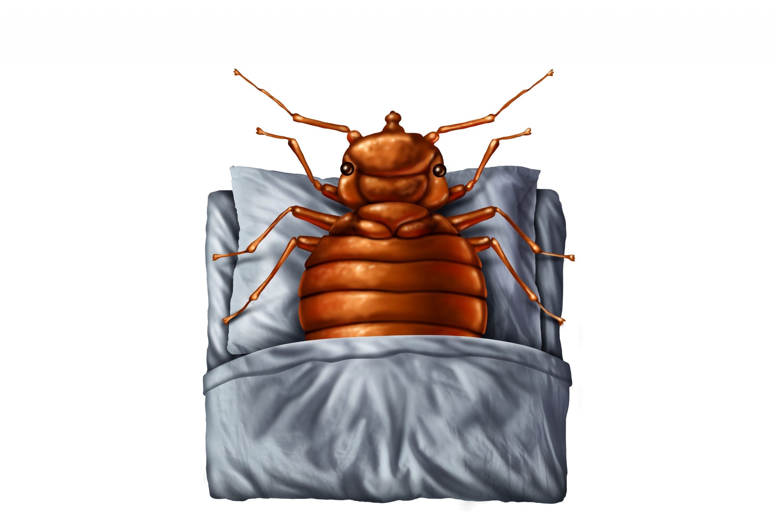 Major Myths About Bed Bugs Debunked!