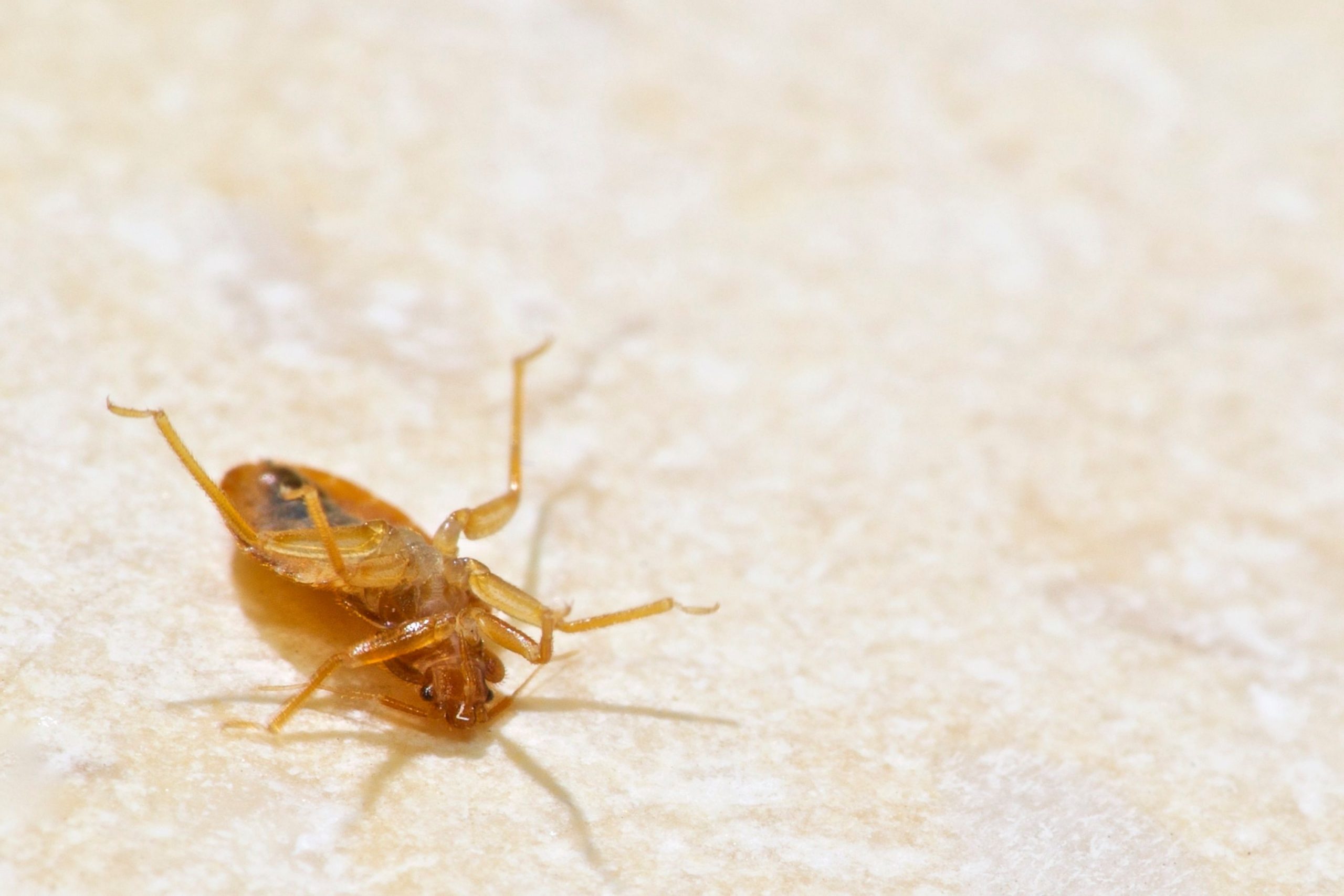 Methods That Really Kill Bed Bugs