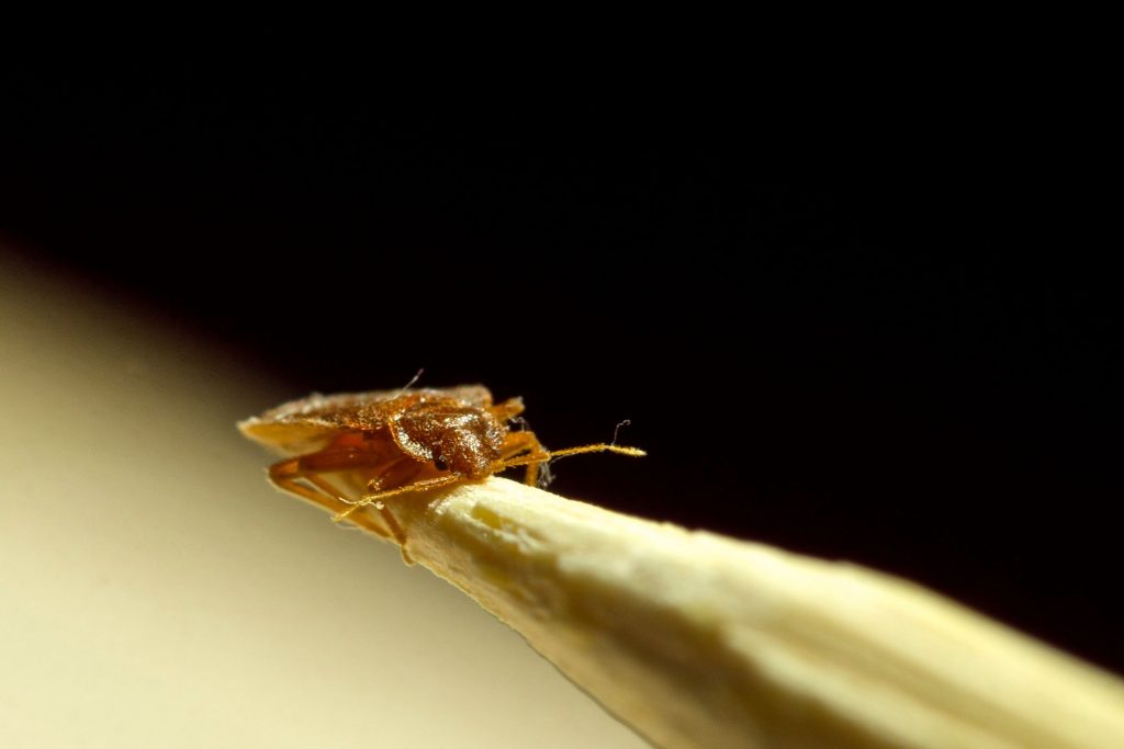 Does Baking Soda Kill Bed Bugs? | Detailed Guide - Beezzly