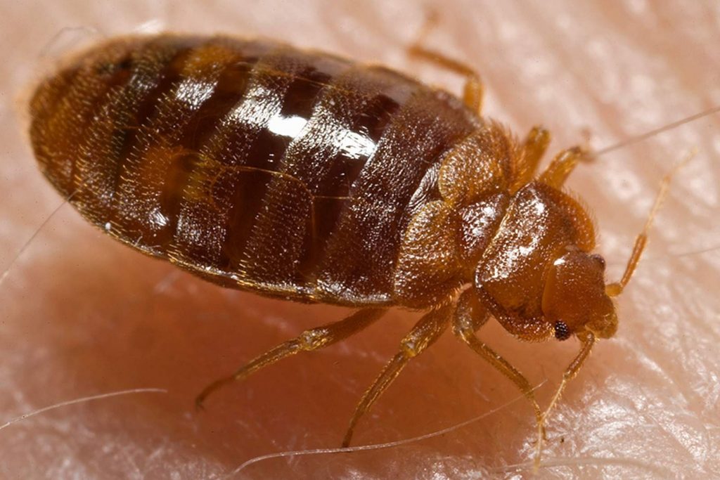 What Attracts Bed Bugs? 5 Myths Busted - Beezzly