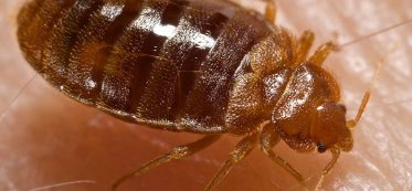 What Attracts Bed Bugs