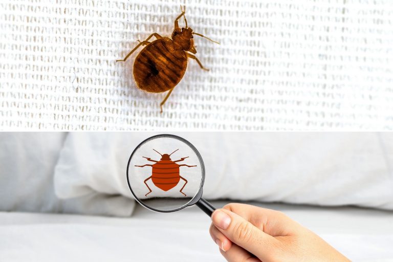 What Attracts Bed Bugs? 5 Myths Busted - Beezzly