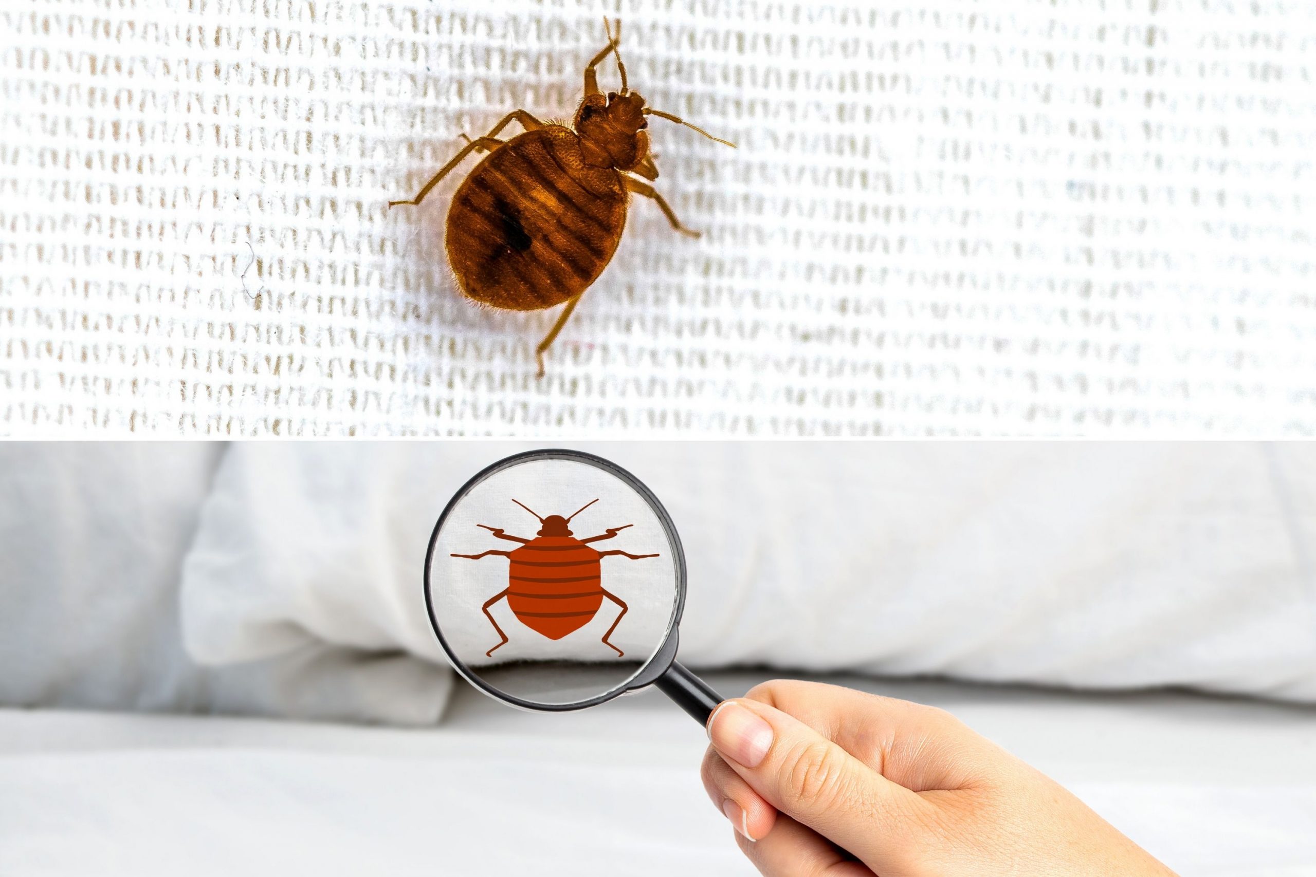 What Attracts Bed Bugs Into Your Home