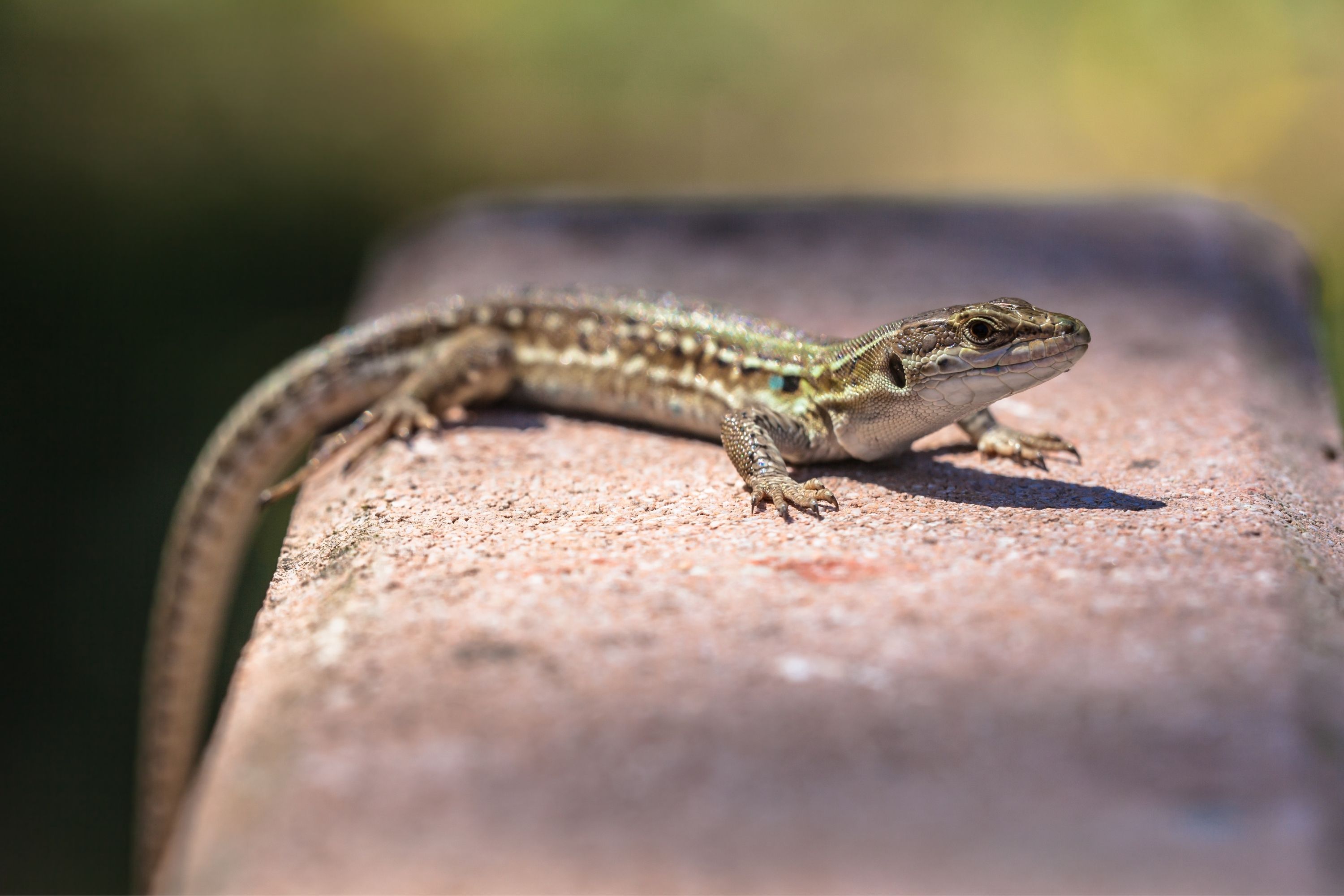 What Lizard Eats Bed Bugs